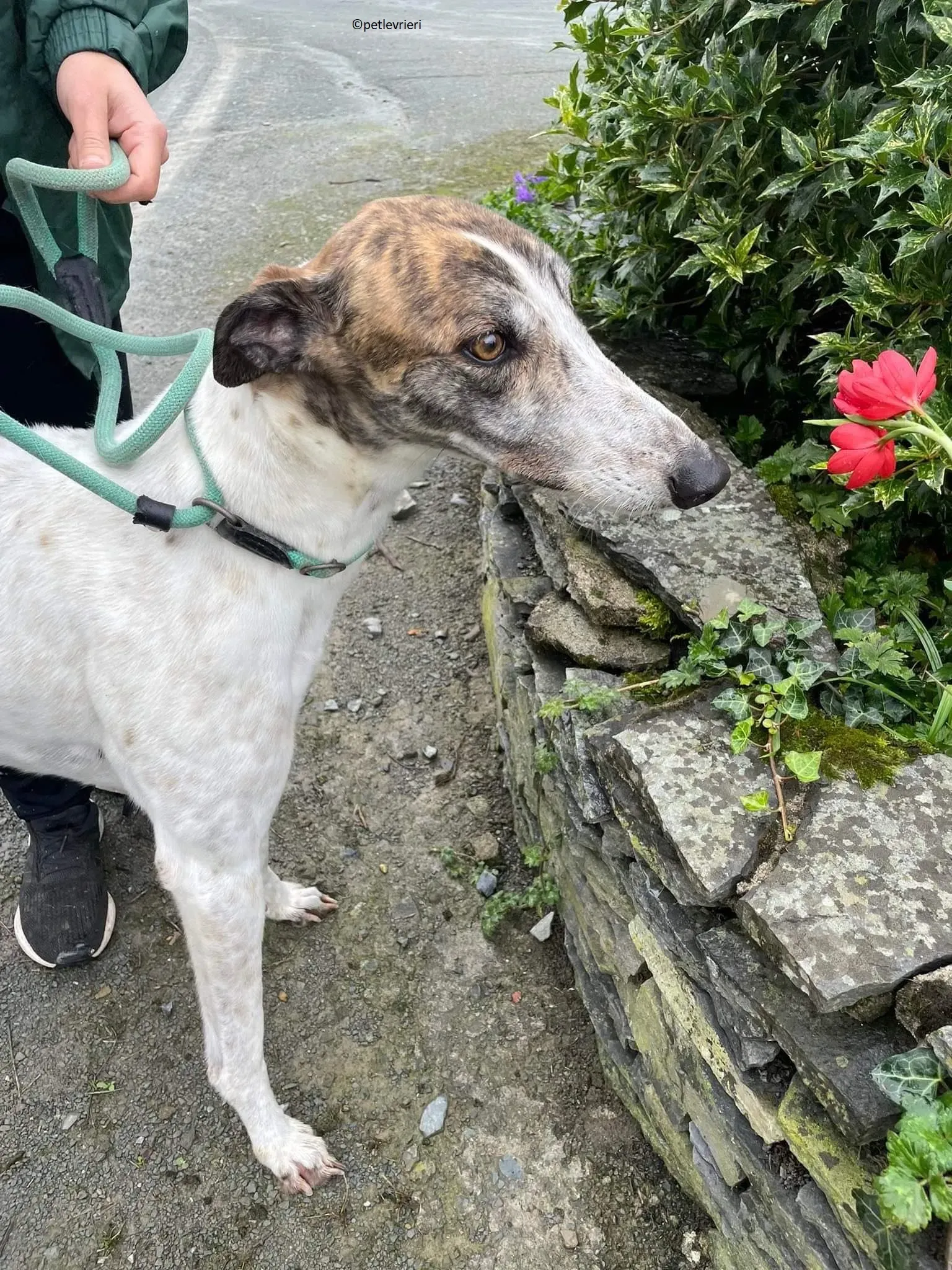 Buster adozione levriero greyhound 10