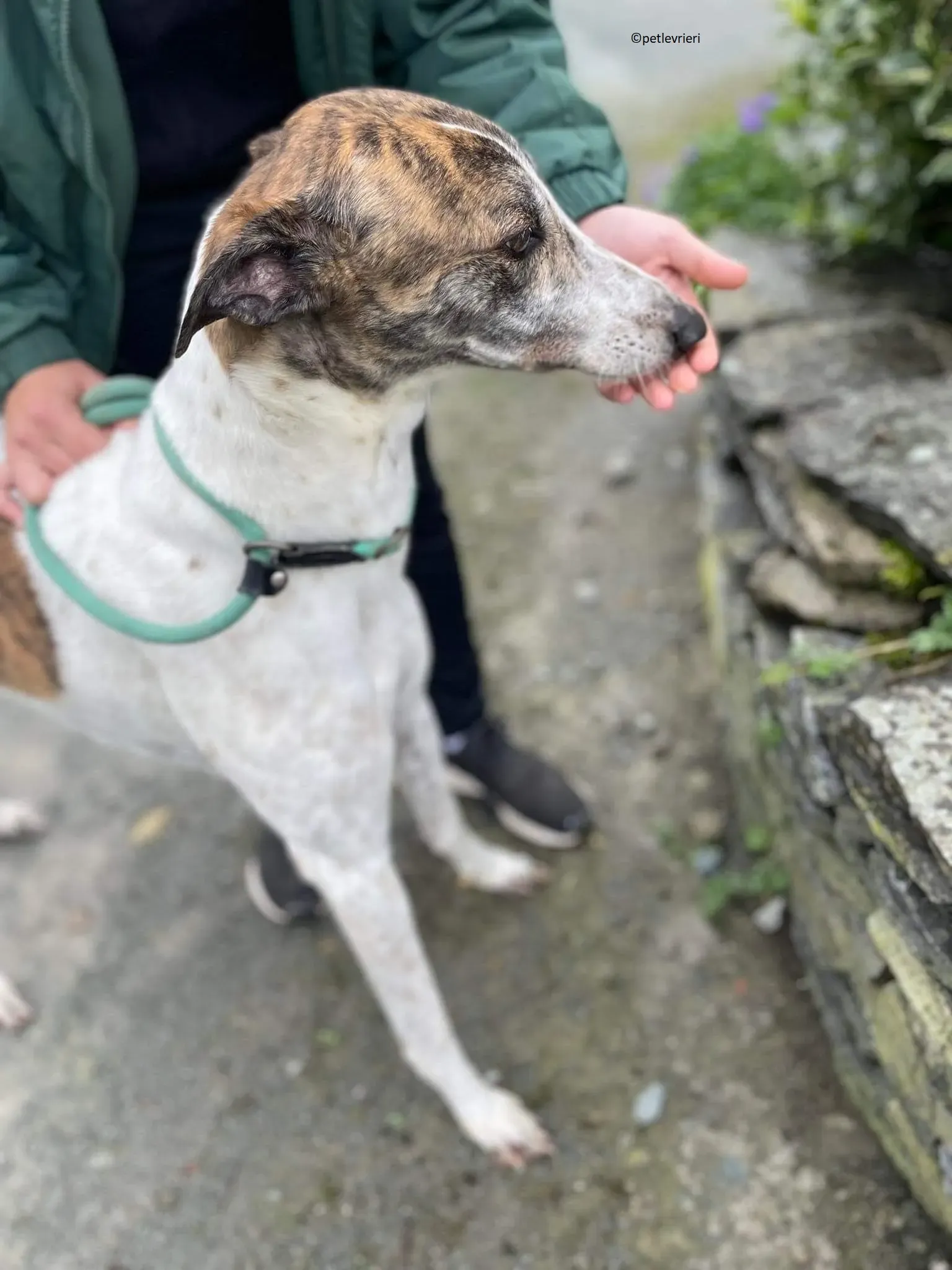 Buster adozione levriero greyhound 11