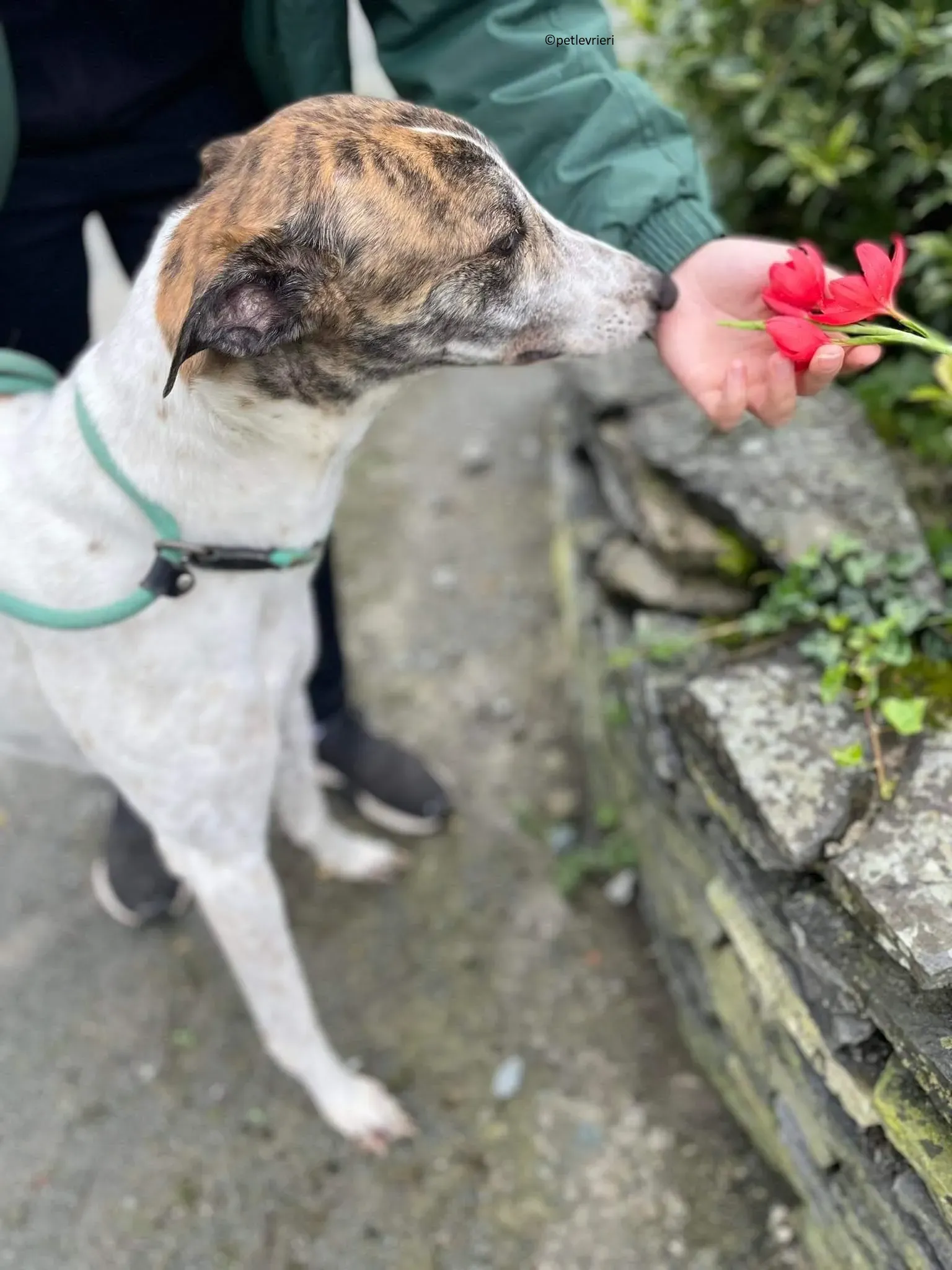 Buster adozione levriero greyhound 12