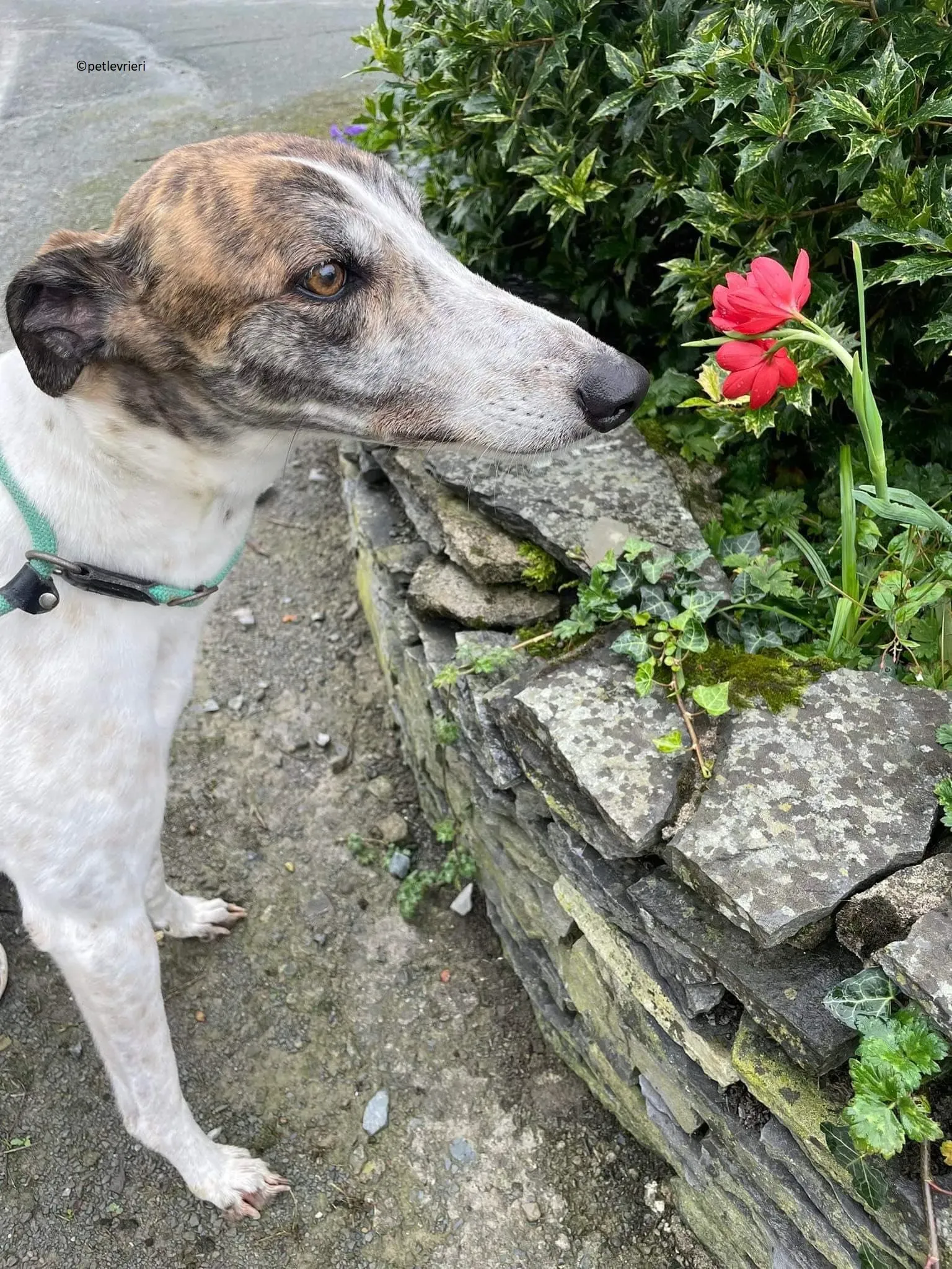 Buster adozione levriero greyhound 14