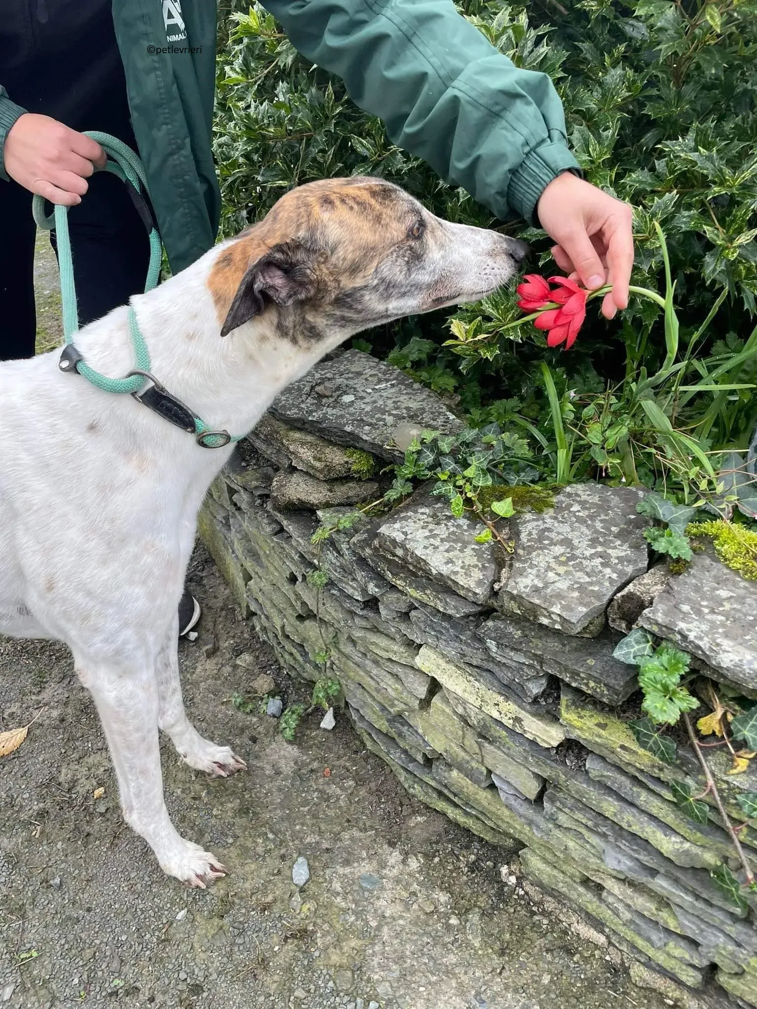 Buster adozione levriero greyhound 15
