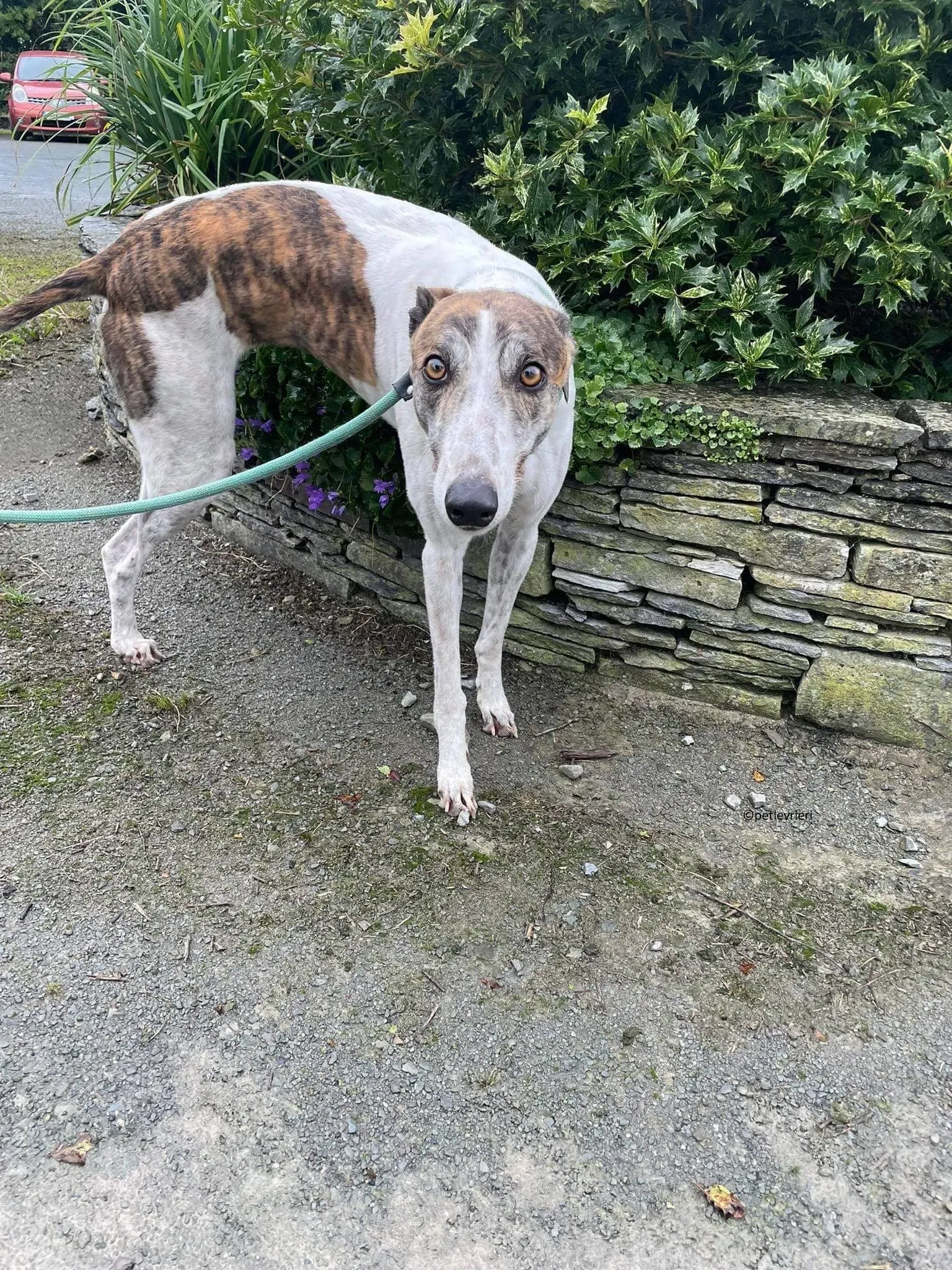 Buster adozione levriero greyhound 16