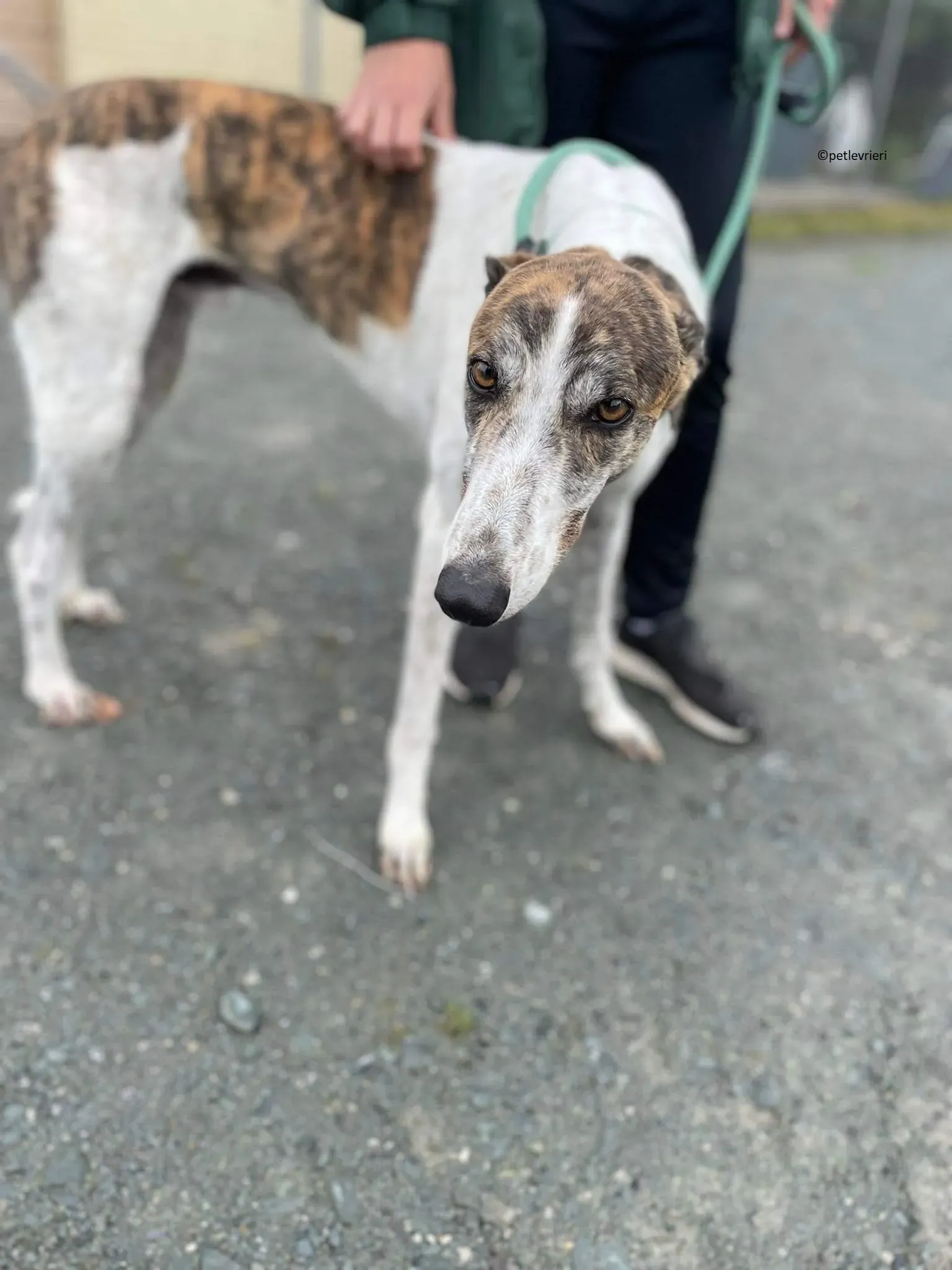 Buster adozione levriero greyhound 17