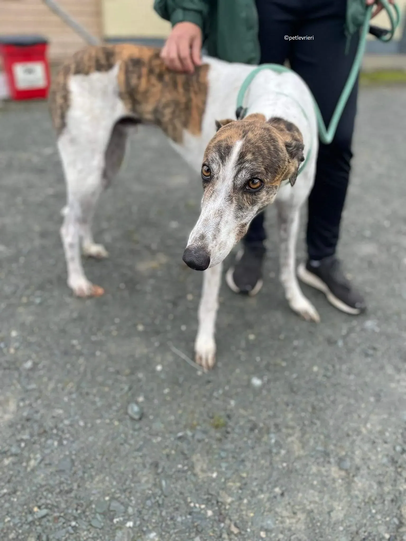 Buster adozione levriero greyhound 18