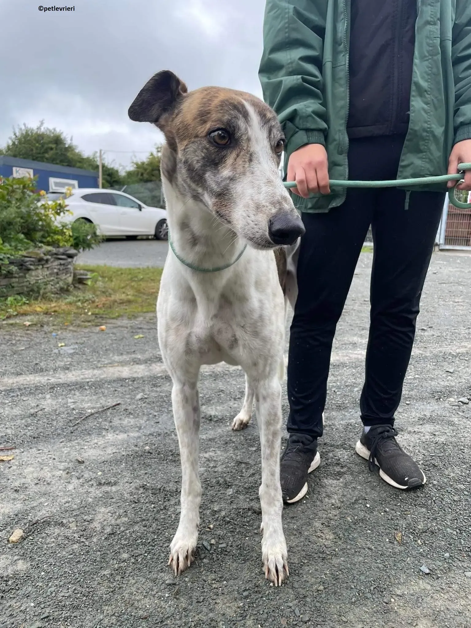 Buster adozione levriero greyhound 2