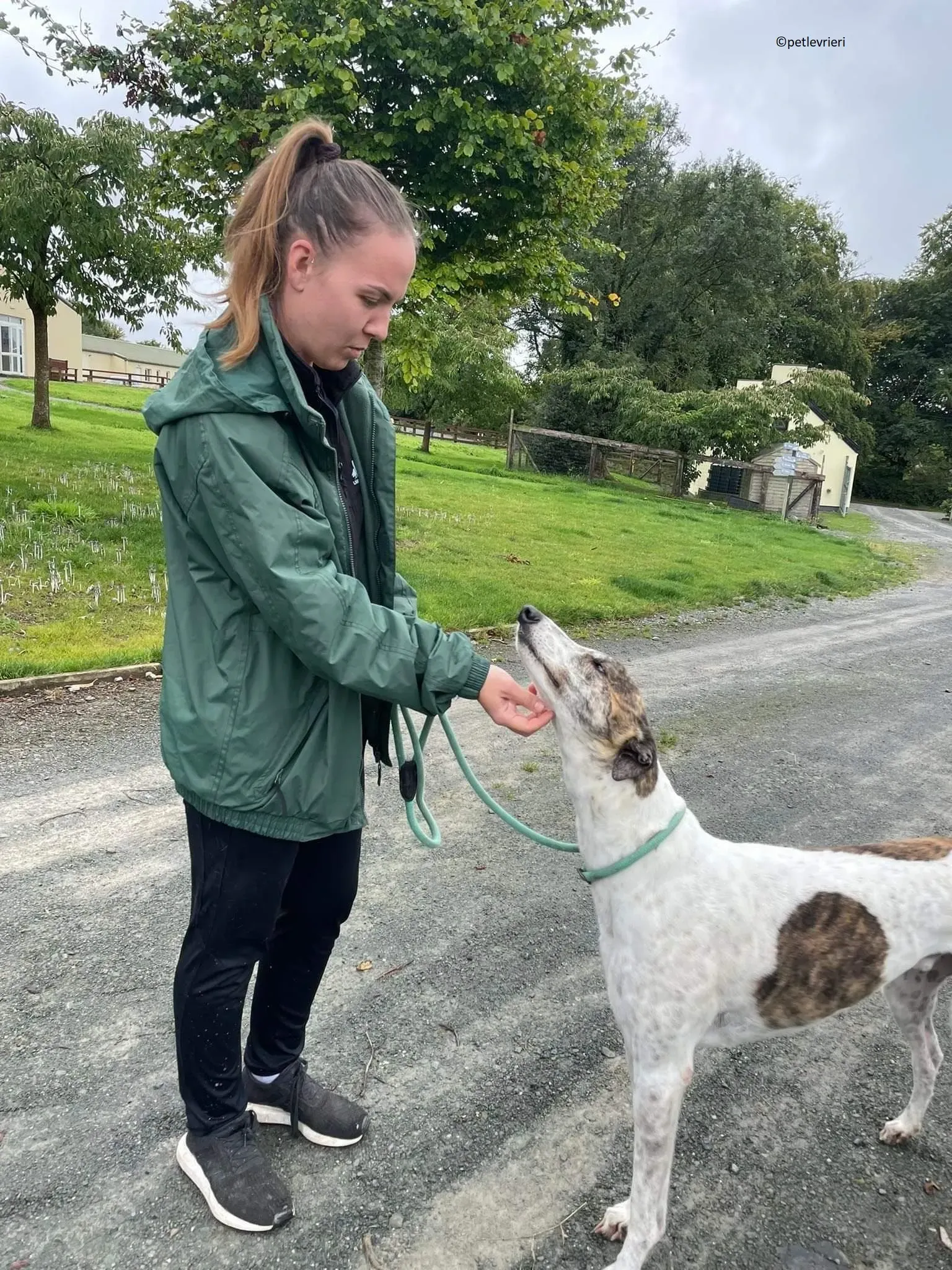 Buster adozione levriero greyhound 3