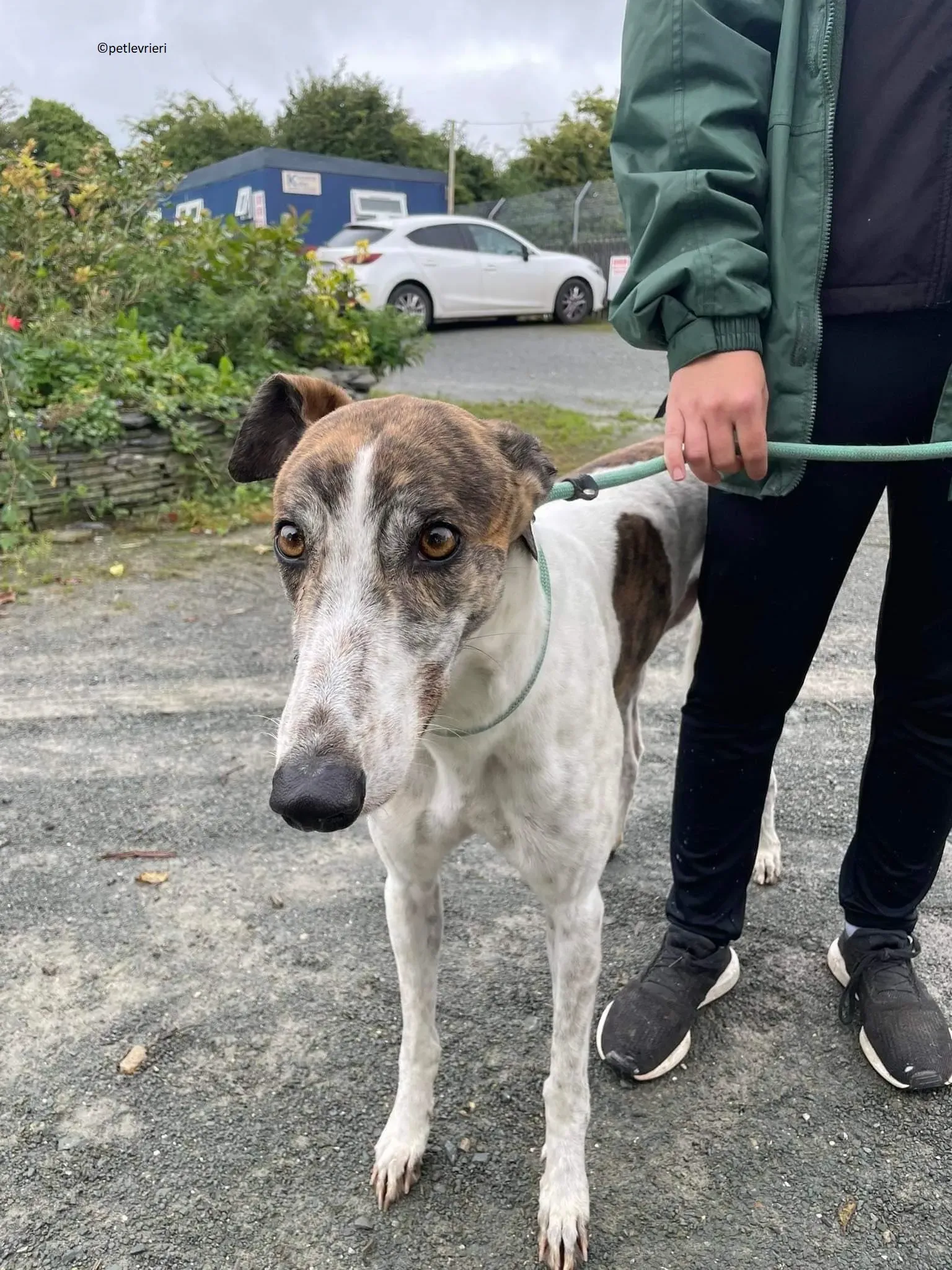 Buster adozione levriero greyhound 4