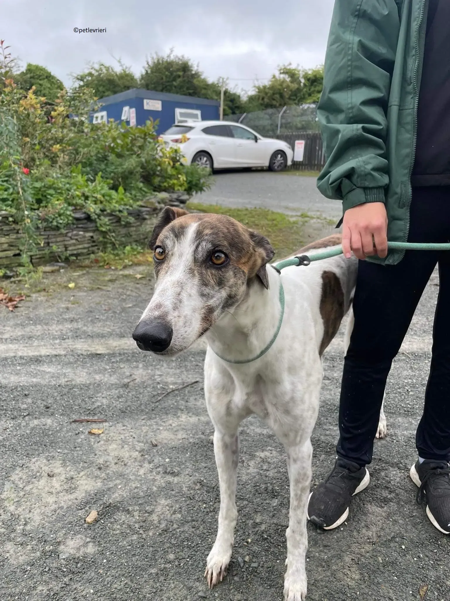 Buster adozione levriero greyhound 5