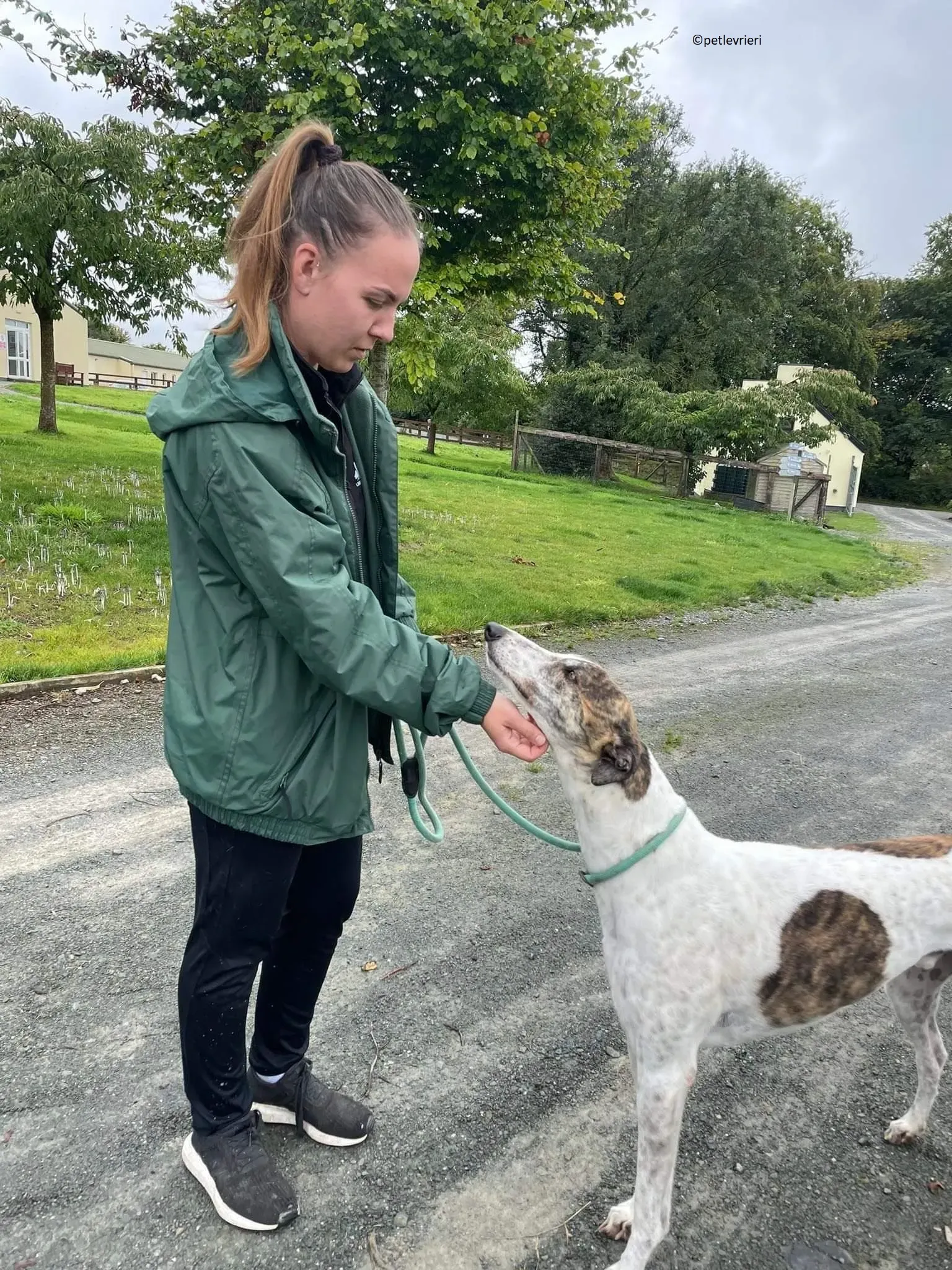 Buster adozione levriero greyhound 6