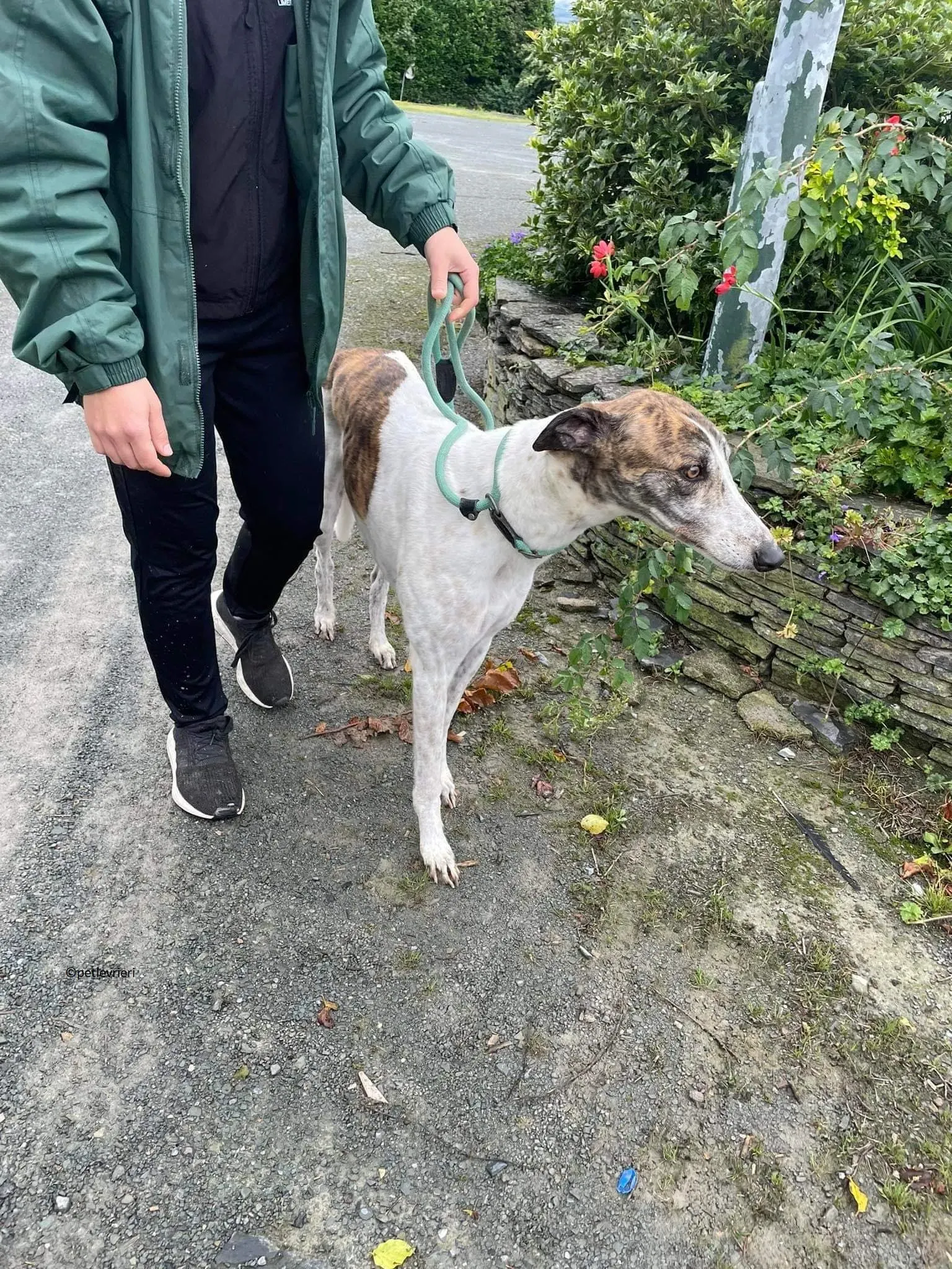 Buster adozione levriero greyhound 7