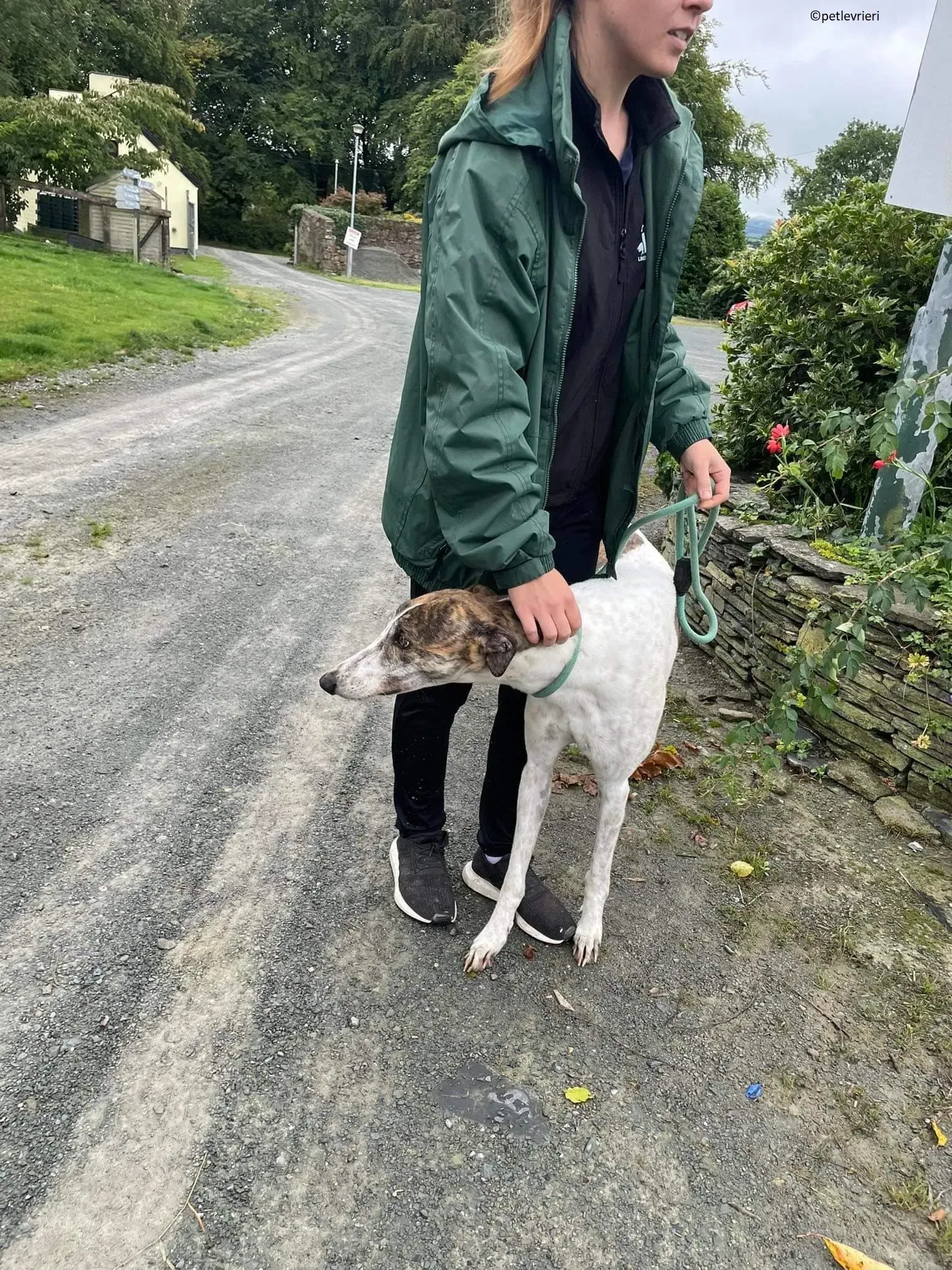 Buster adozione levriero greyhound 8