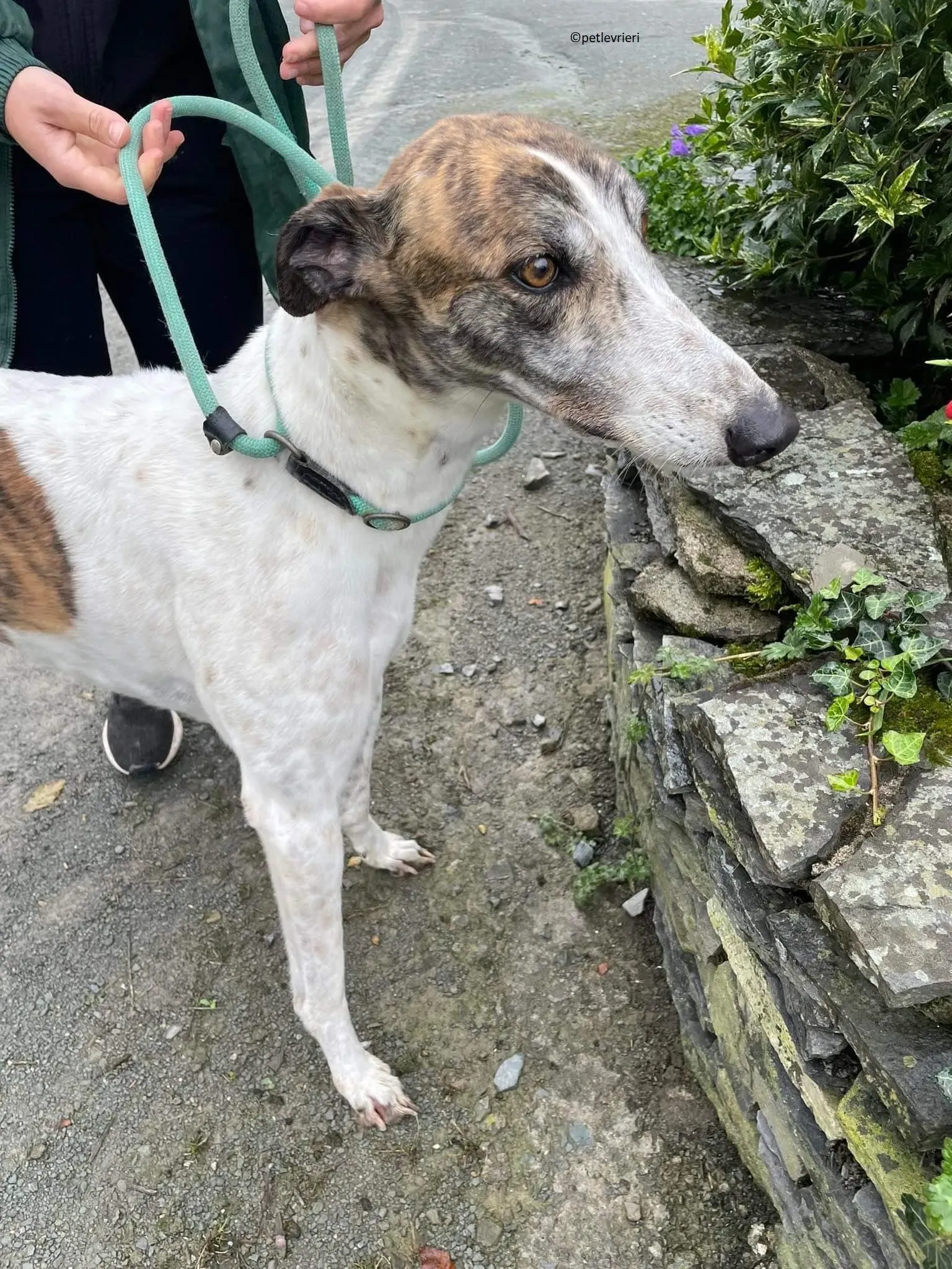 Buster adozione levriero greyhound 9