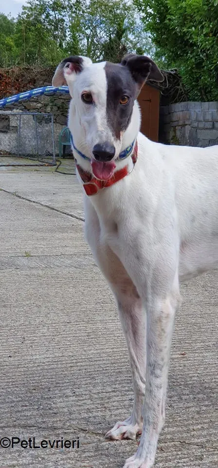Butler adozione levrieri greyhound 2