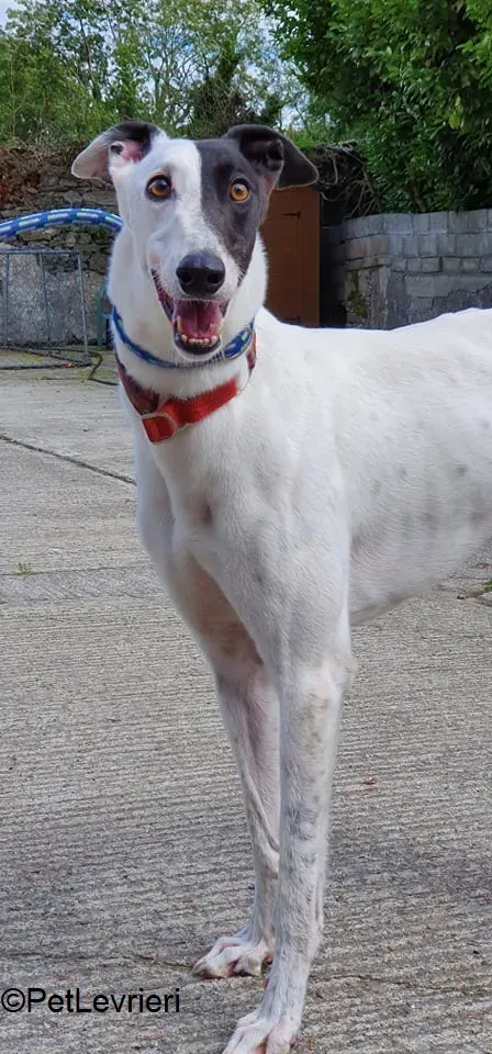 Butler adozione levrieri greyhound 3