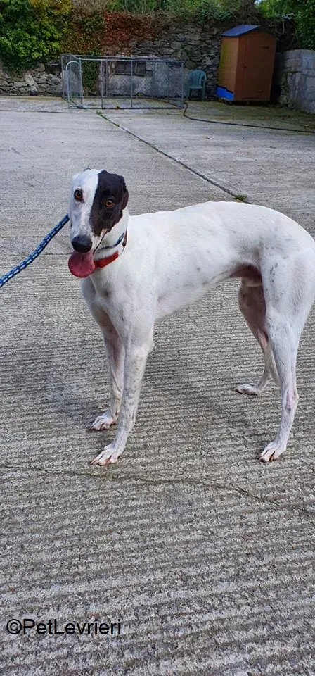 Butler adozione levrieri greyhound 4