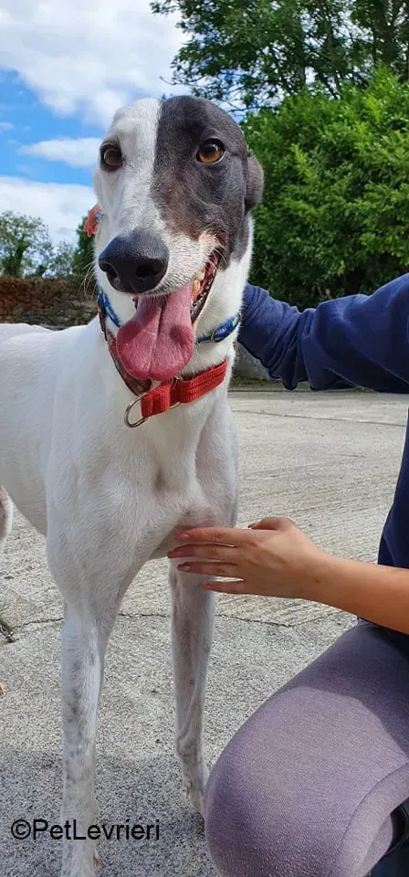 Butler adozione levrieri greyhound 5