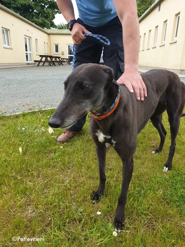 Buttons adozione levrieri greyhound 2