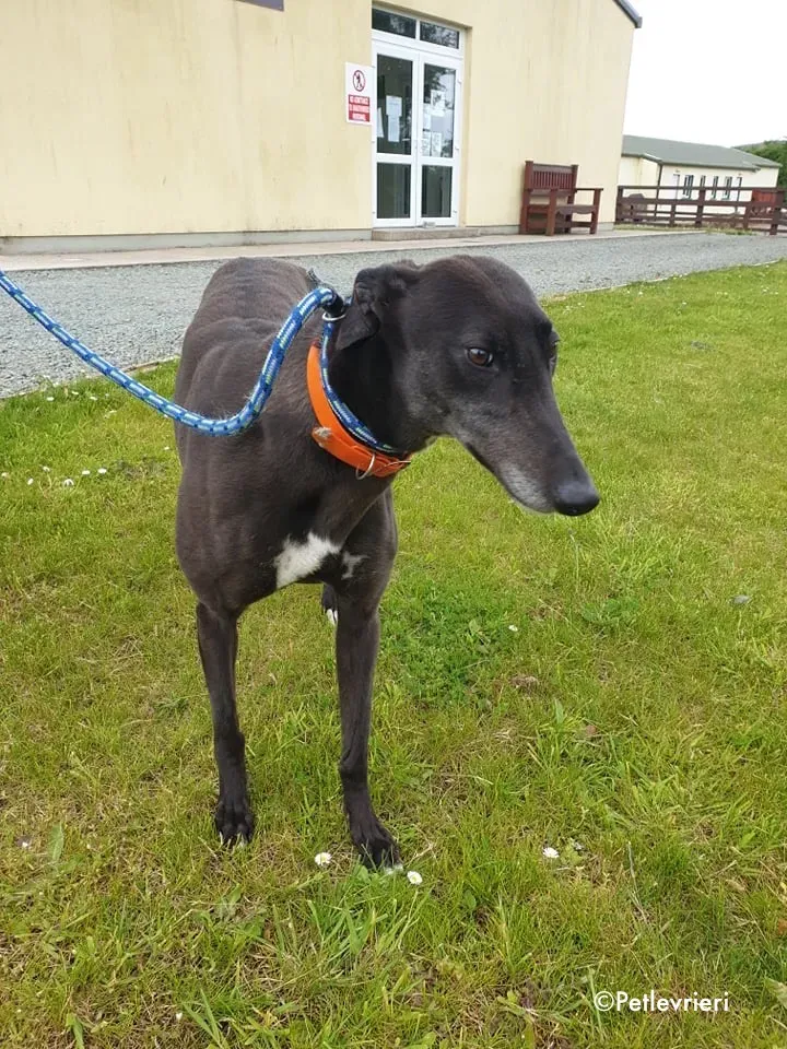 Buttons adozione levrieri greyhound 4
