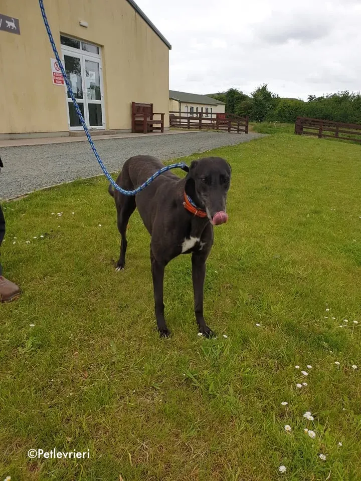 Buttons adozione levrieri greyhound 7