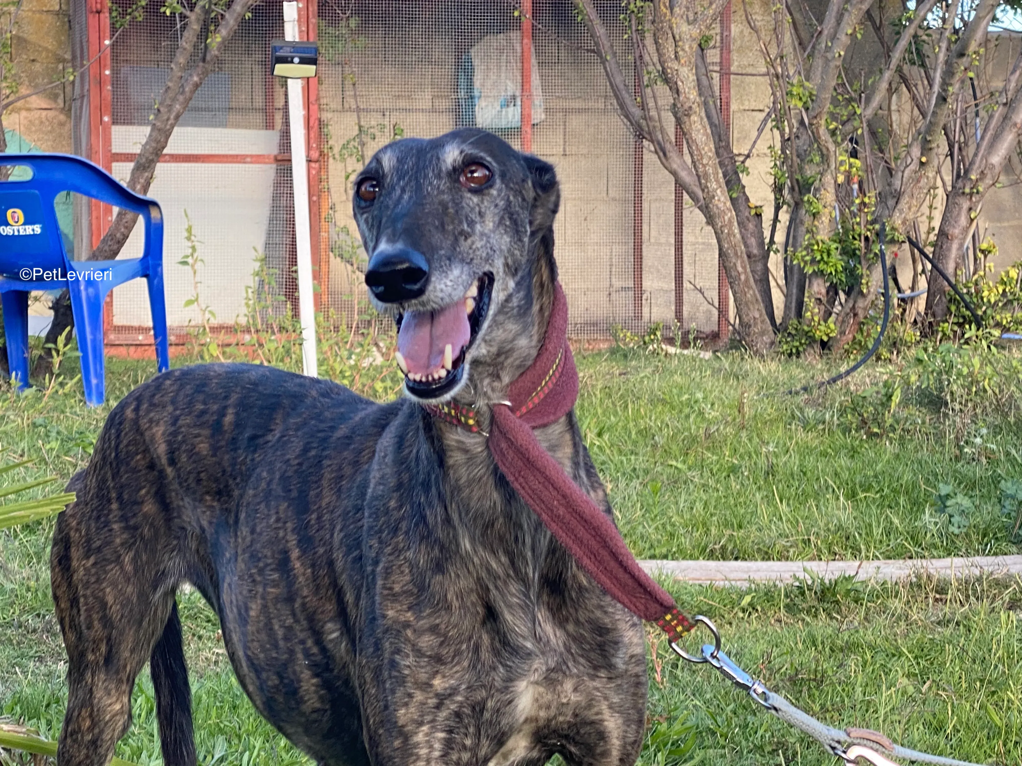 C andy adozione galgo pet levrieri 5
