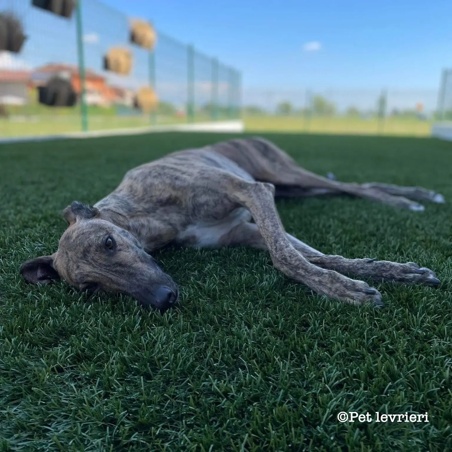 C207A6DF C5E5 432D BD1F 0F6257BDD455