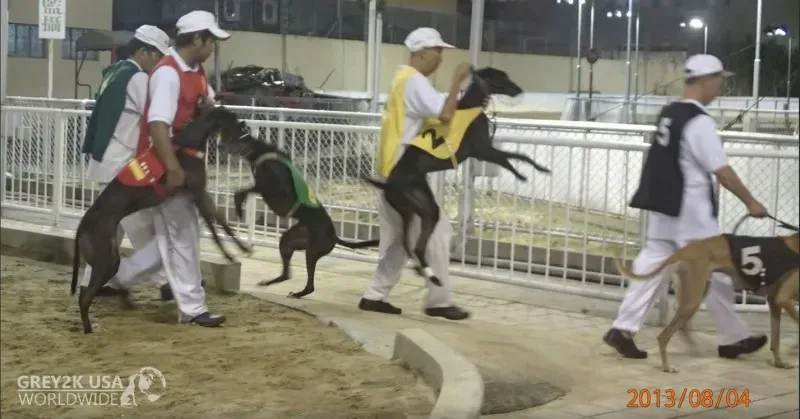 CANIDROME GREYHOUNDS STRUGGLE WITH LEADOUTS
