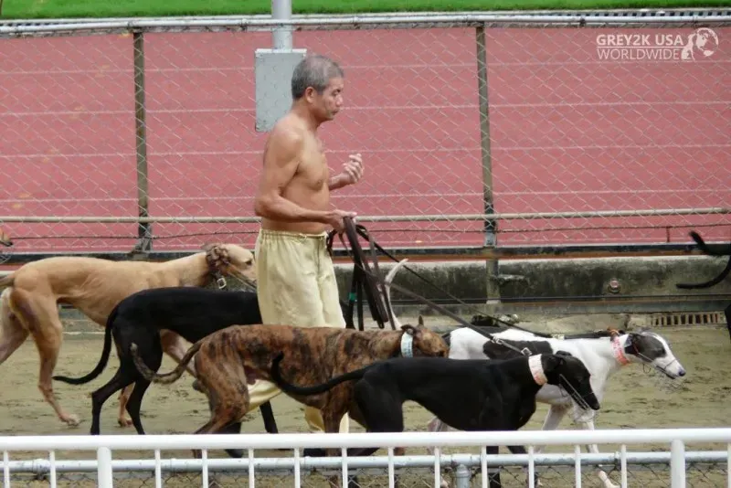 CANIDROME HANDLER WITH DOGS LEAVING KENNEL 1024x683