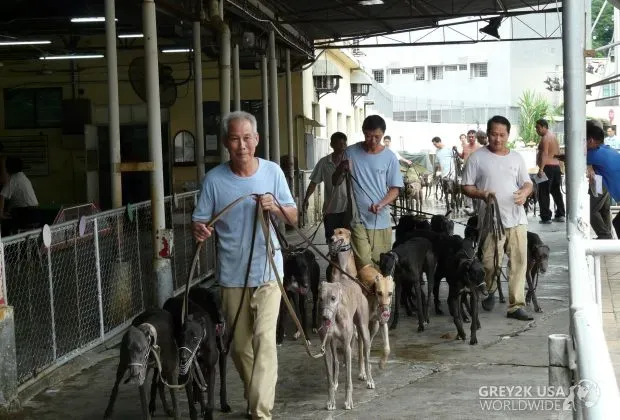 CANIDROME HANDLERS TAKE DOGS OUT OF KENNEL BUILDING 620x420