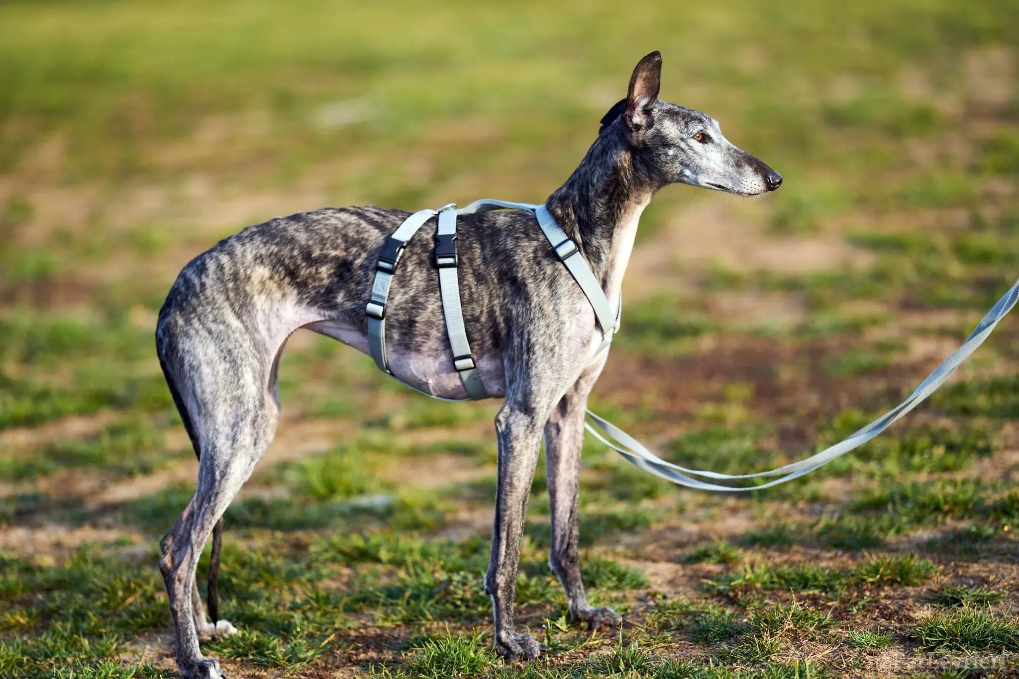CASTANA GALGO TIGRATA CANE ARRIVO IN ITALIA 01