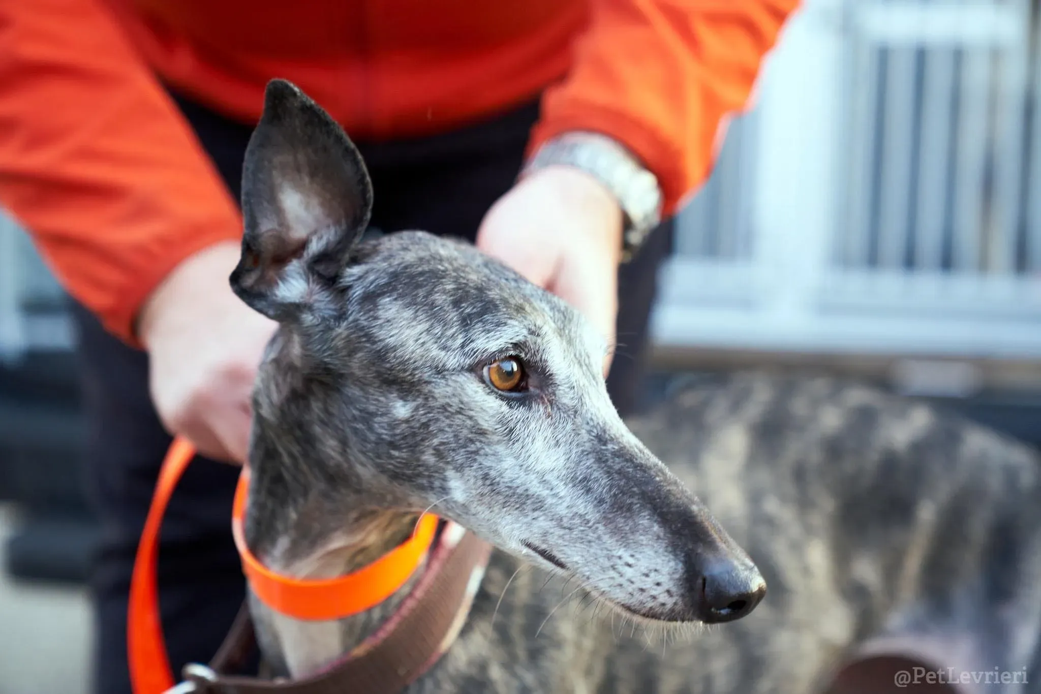 CASTANA GALGO TIGRATA CANE ARRIVO IN ITALIA 02
