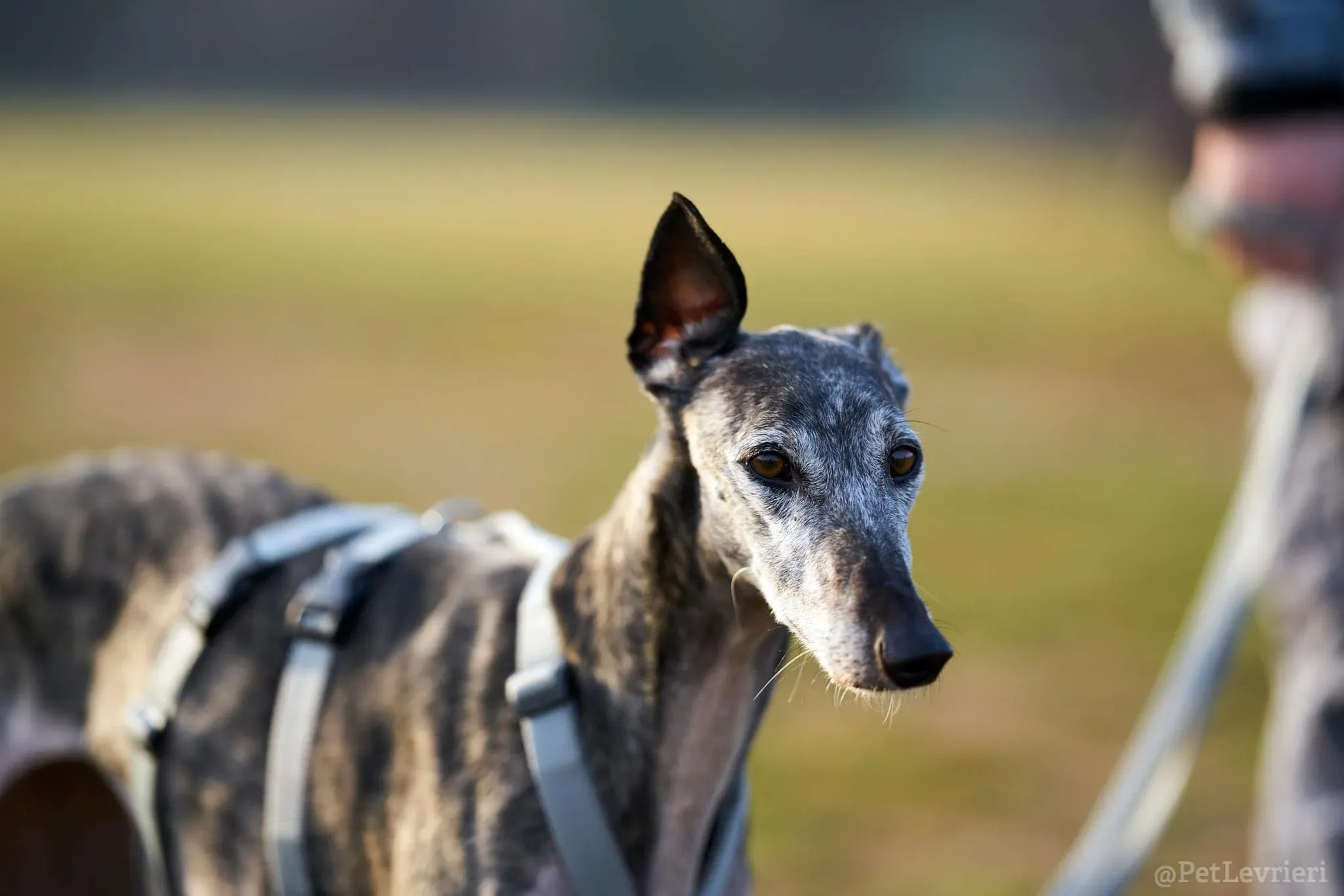 CASTANA GALGO TIGRATA CANE ARRIVO IN ITALIA 03