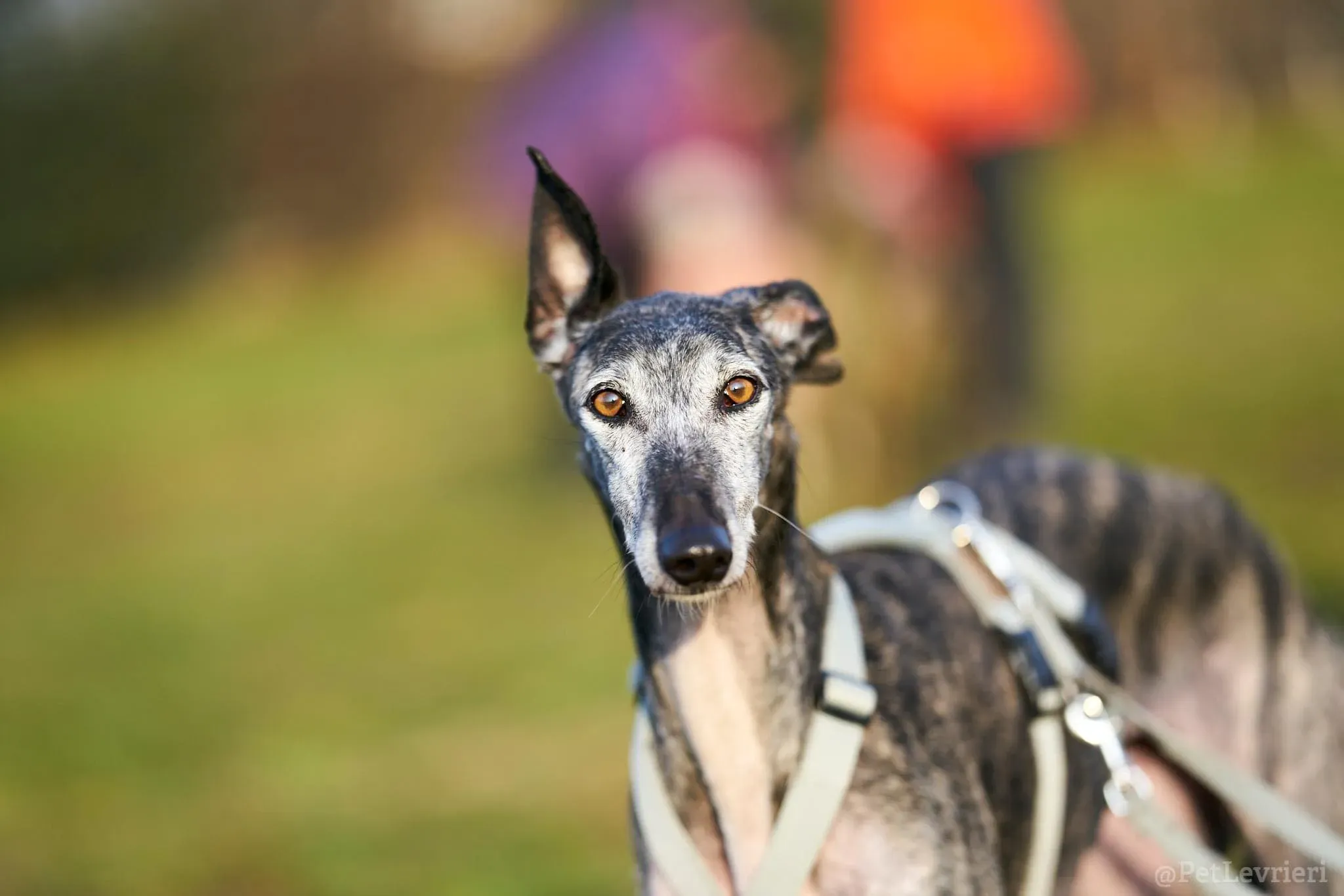 CASTANA GALGO TIGRATA CANE ARRIVO IN ITALIA 04
