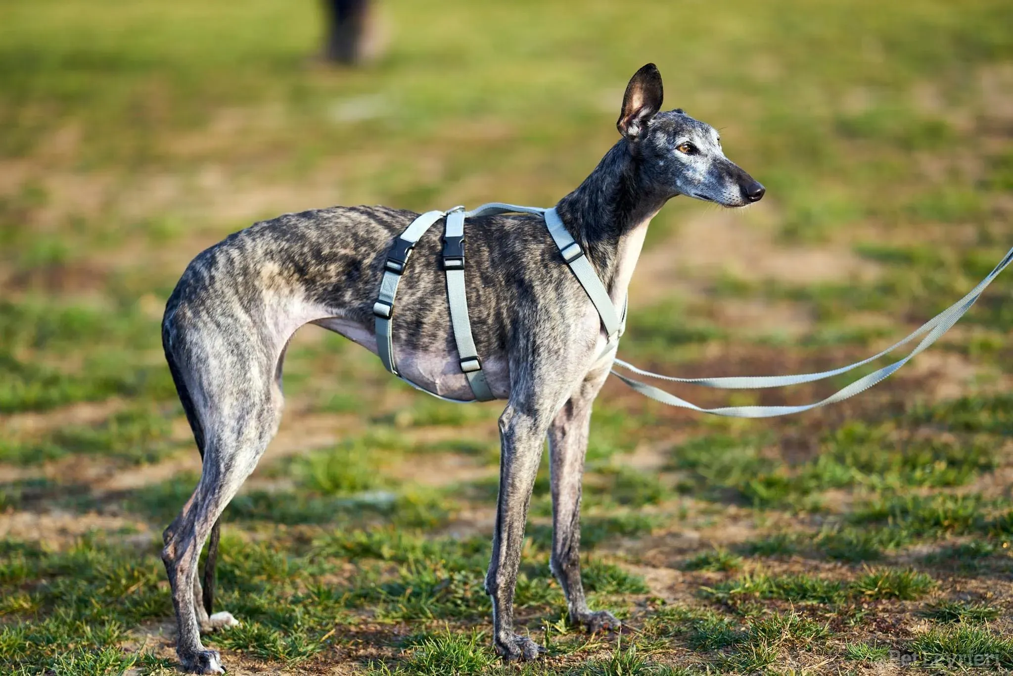 CASTANA GALGO TIGRATA CANE ARRIVO IN ITALIA 05