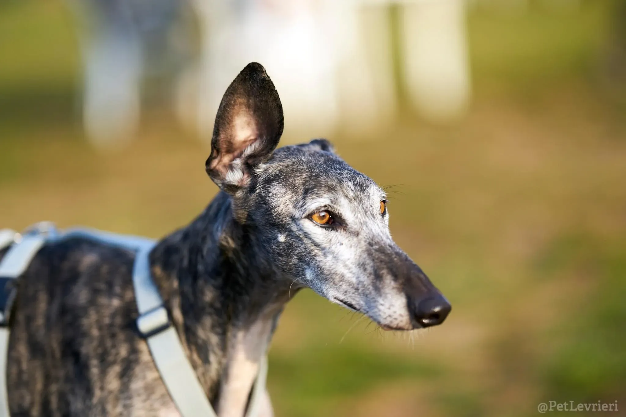 CASTANA GALGO TIGRATA CANE ARRIVO IN ITALIA 08