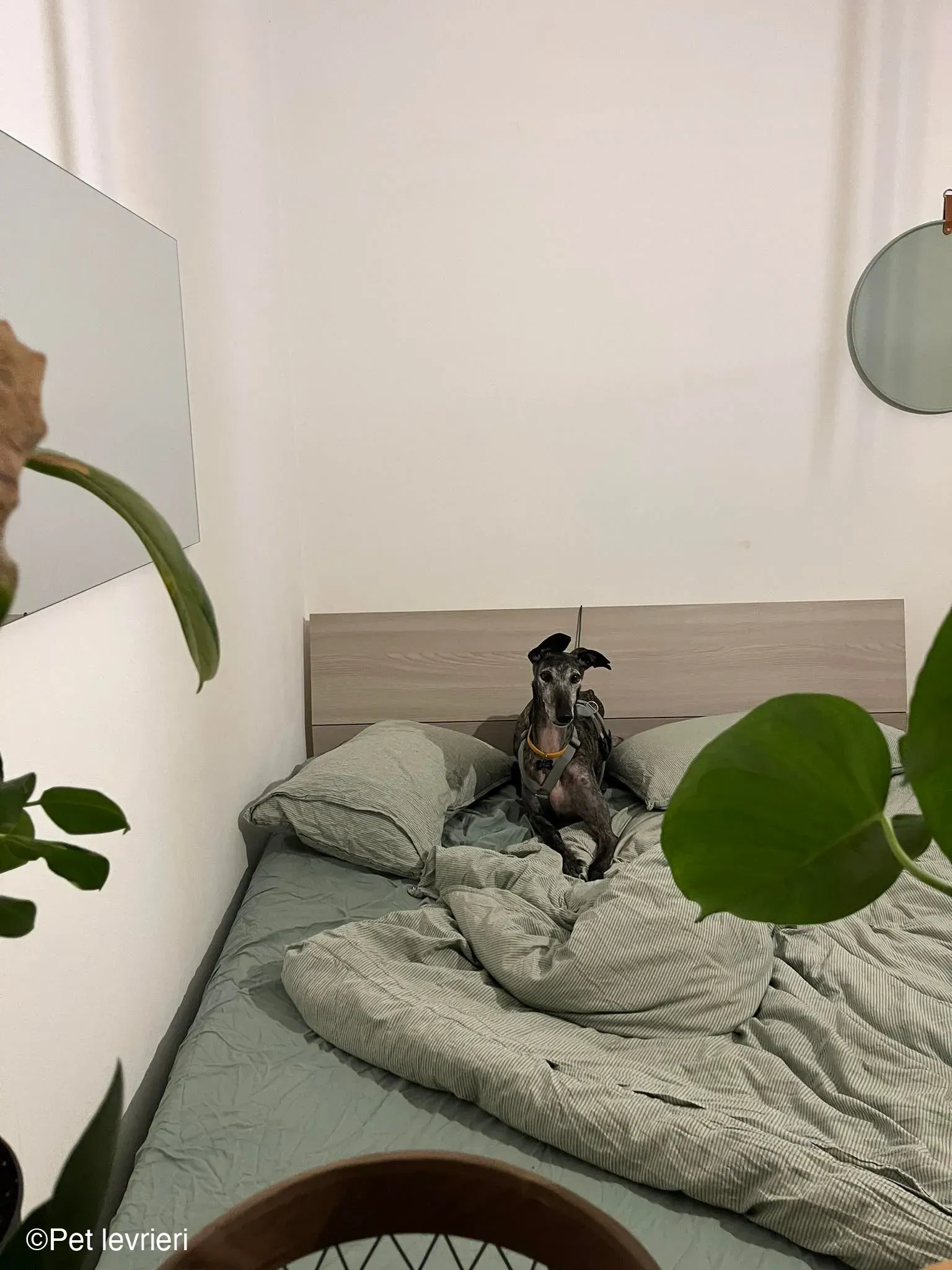 CASTANA GALGO TIGRATA CANE FOSTERHOME 01