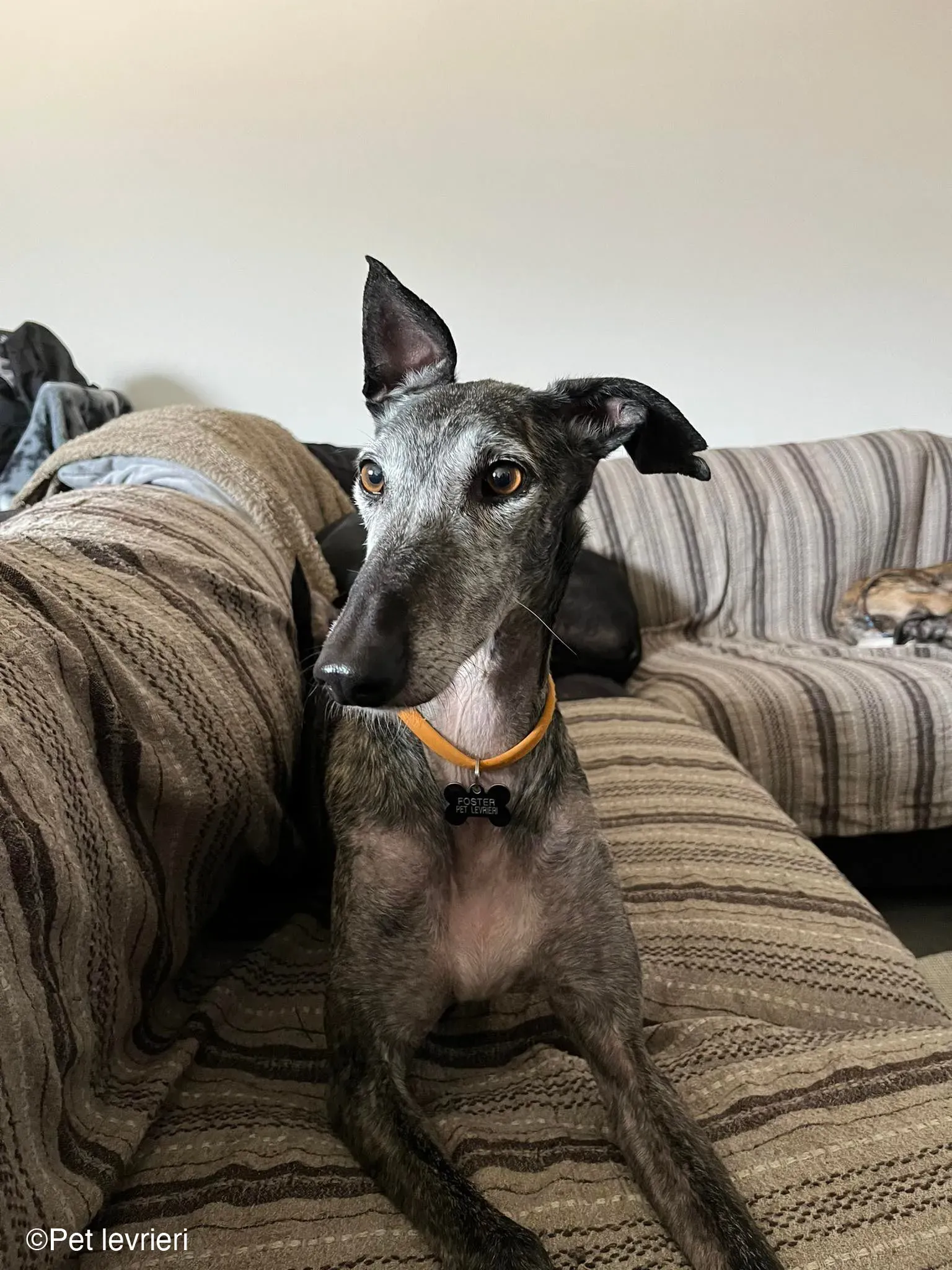 CASTANA GALGO TIGRATA CANE FOSTERHOME 02