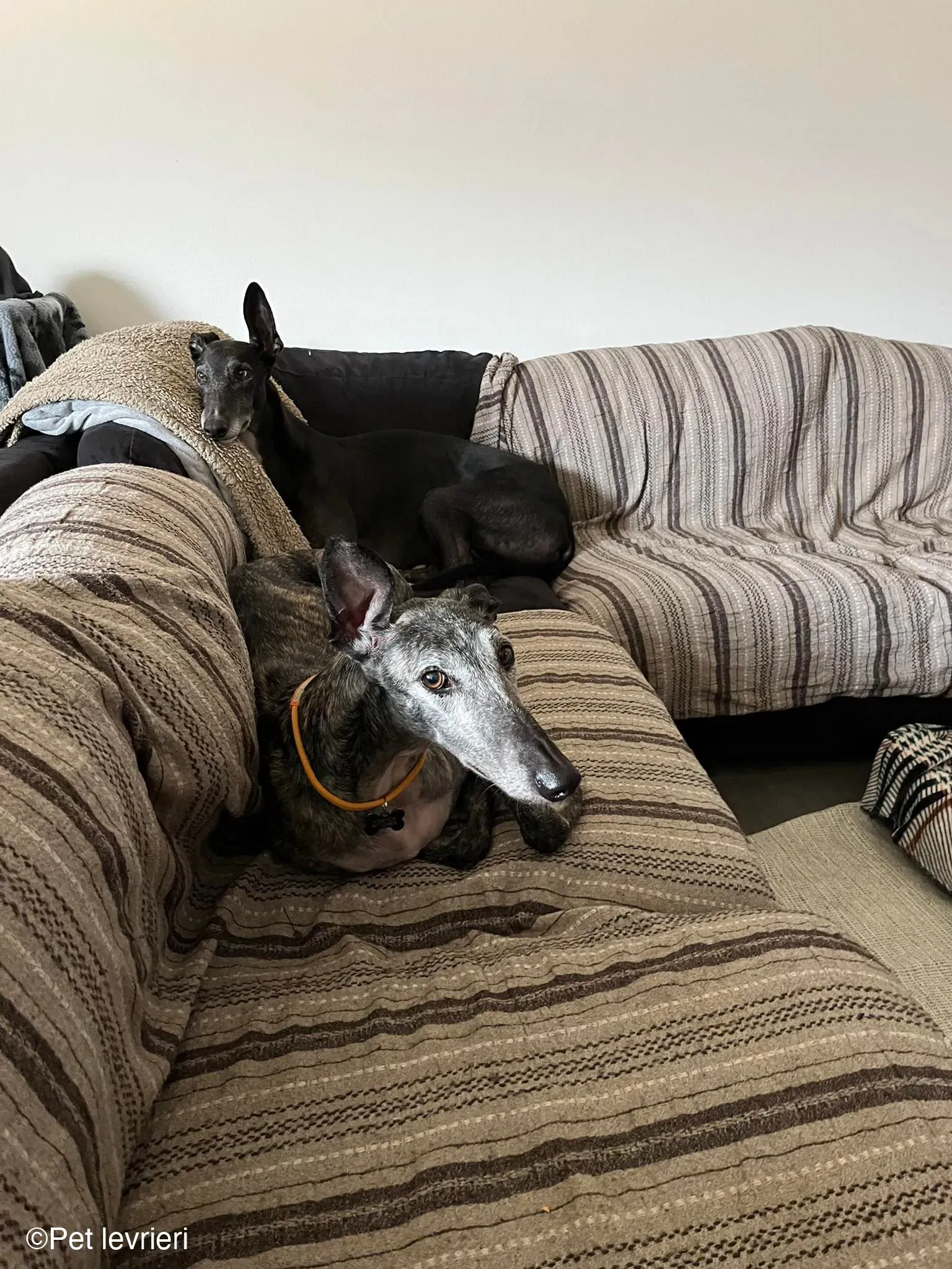 CASTANA GALGO TIGRATA CANE FOSTERHOME 03