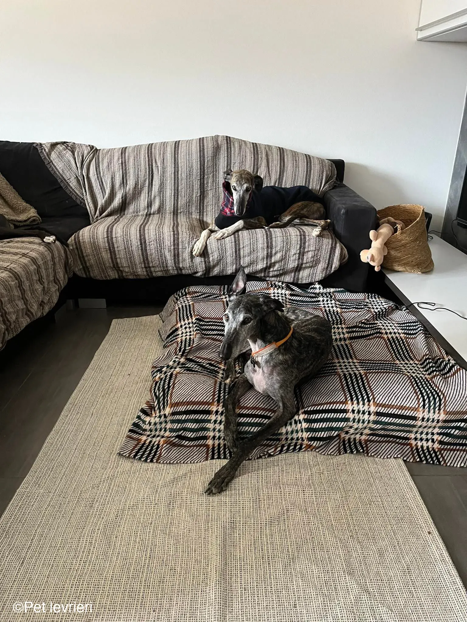 CASTANA GALGO TIGRATA CANE FOSTERHOME 04