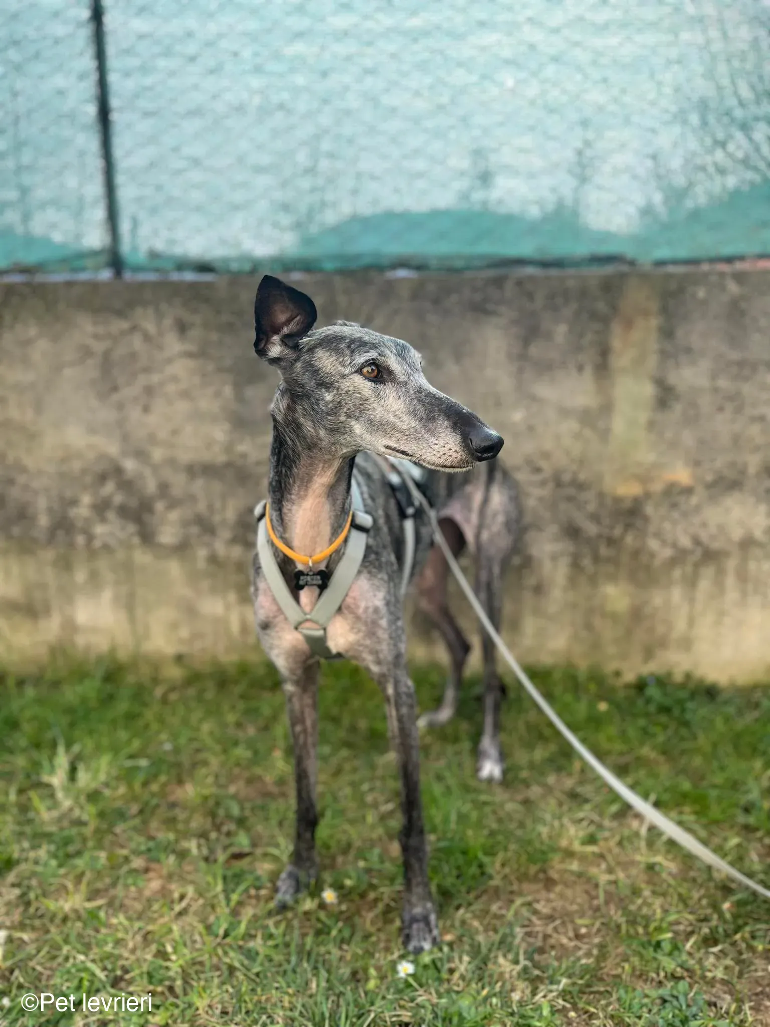 CASTANA GALGO TIGRATA CANE FOSTERHOME 05