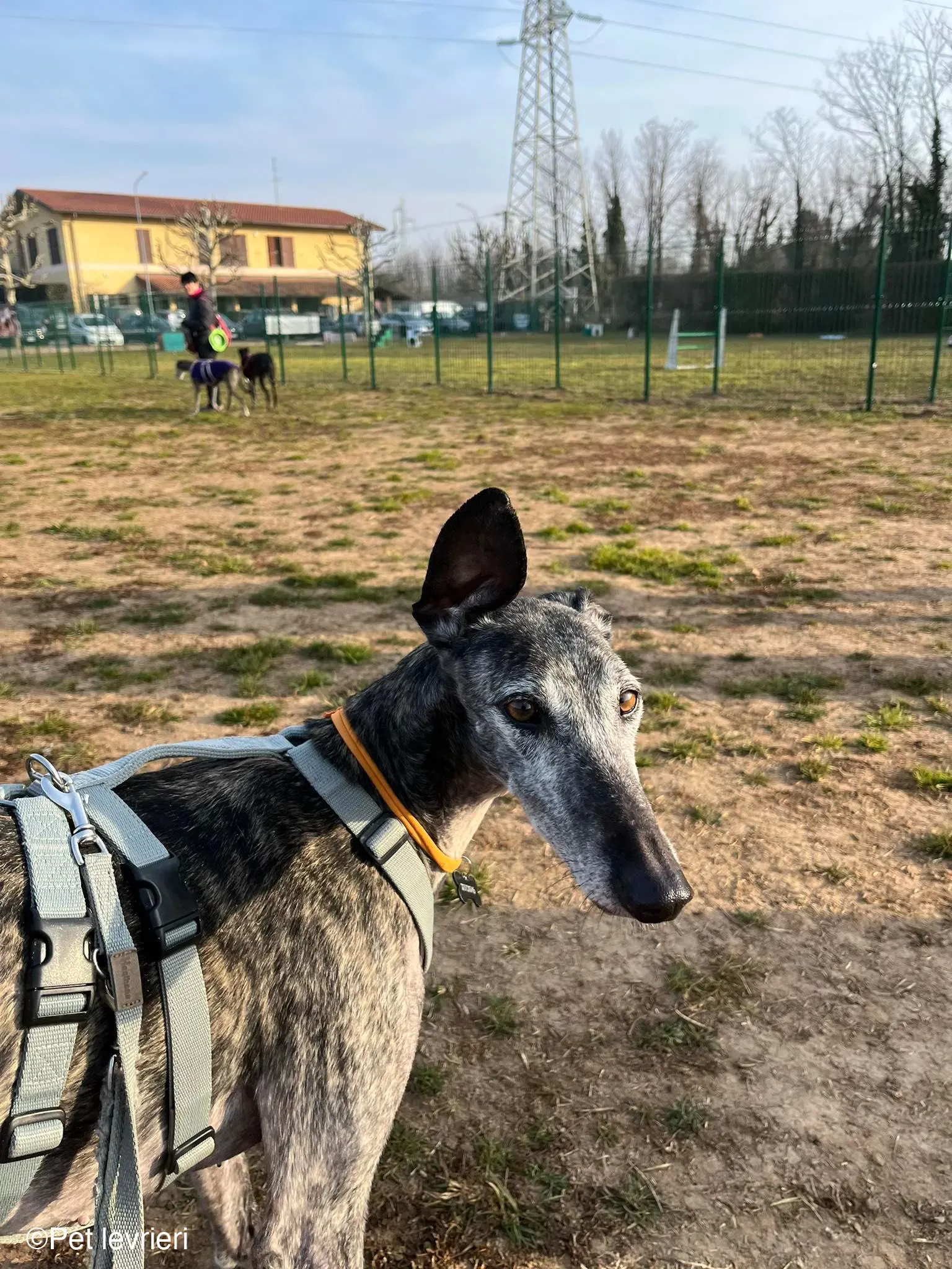 CASTANA GALGO TIGRATA CANE FOSTERHOME 06