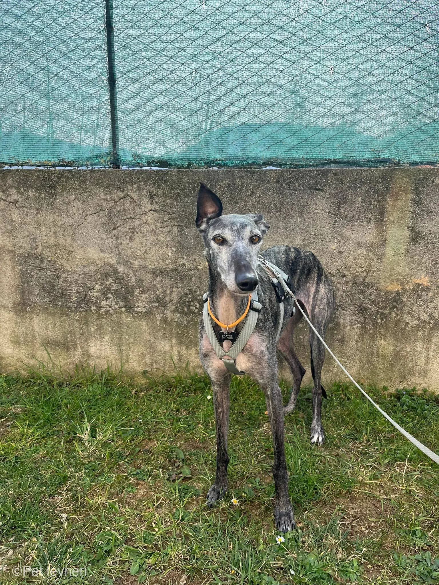 CASTANA GALGO TIGRATA CANE FOSTERHOME 07