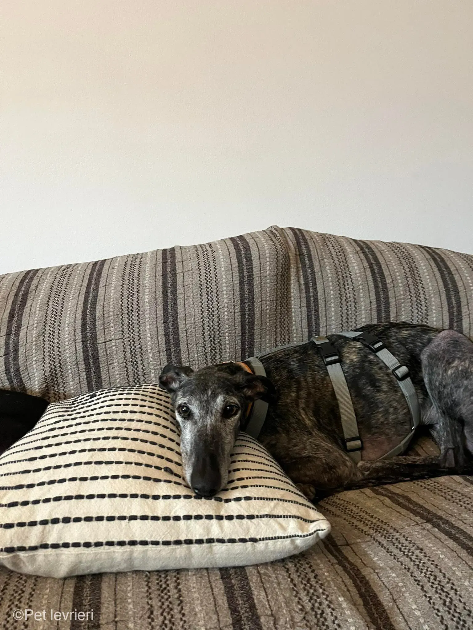 CASTANA GALGO TIGRATA CANE FOSTERHOME 08