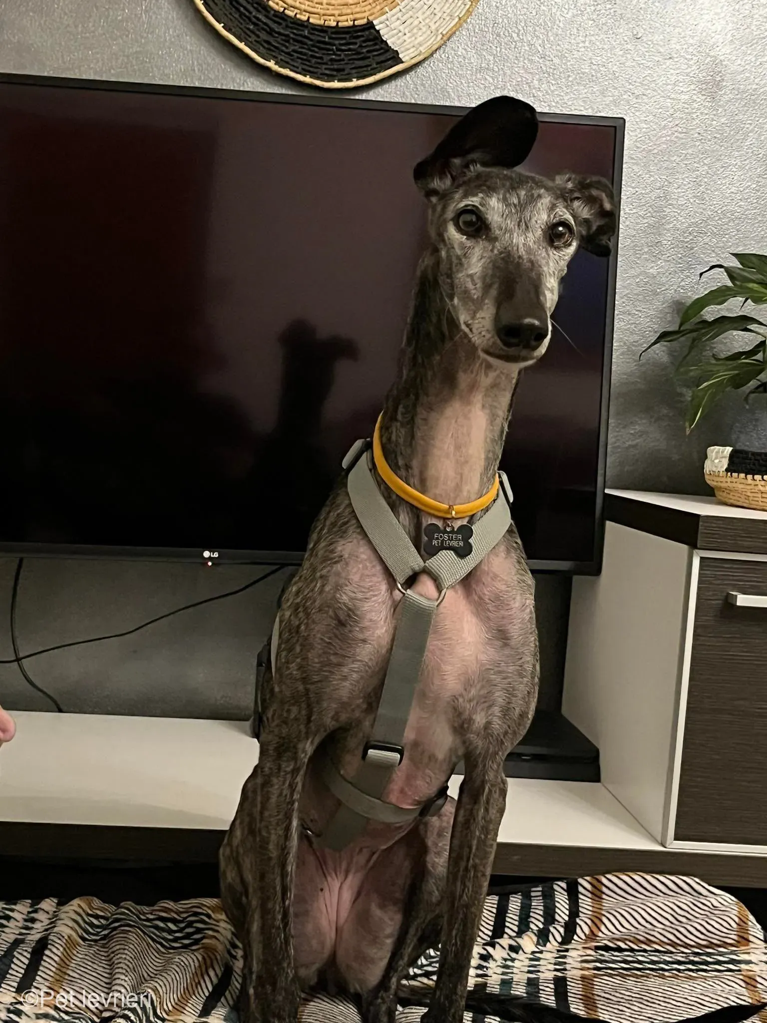 CASTANA GALGO TIGRATA CANE FOSTERHOME 09