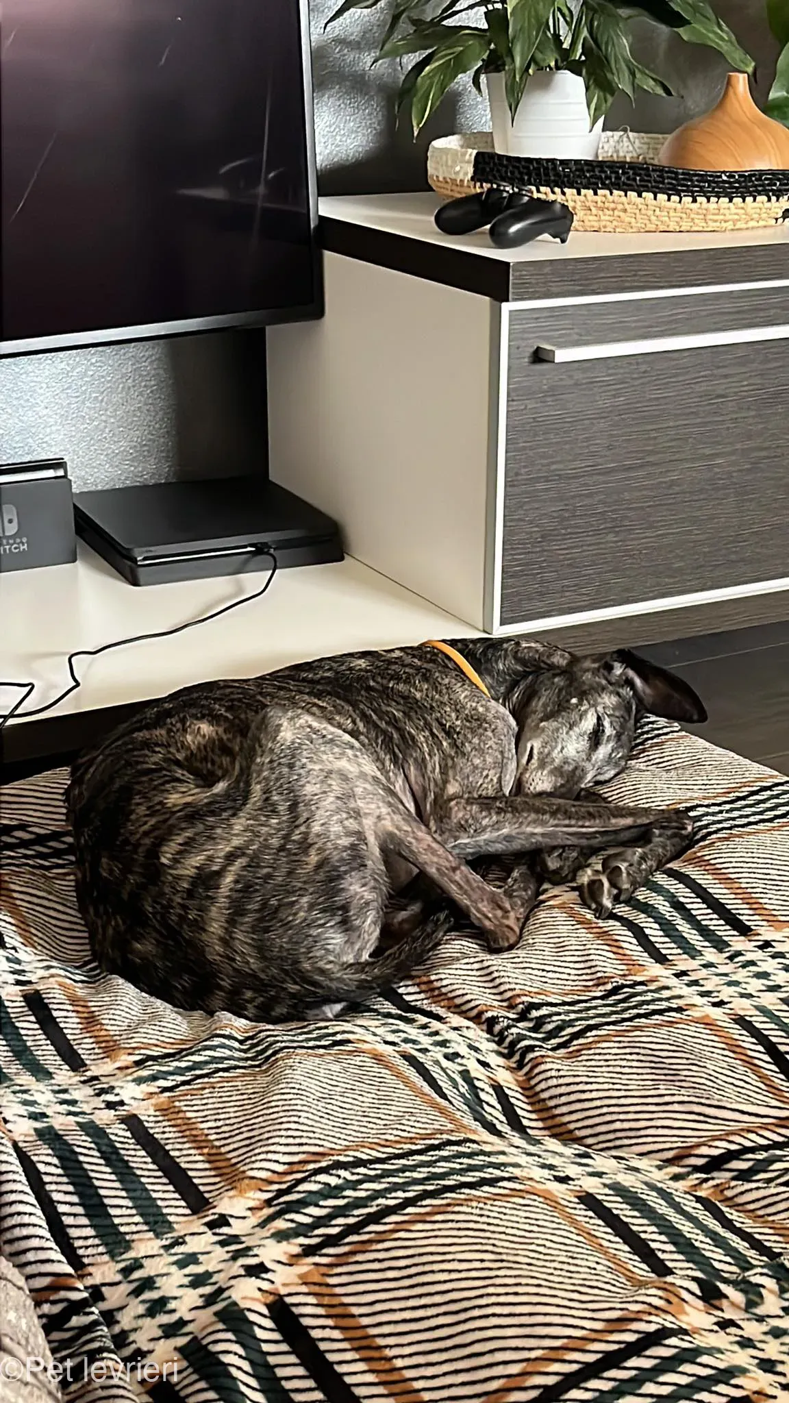 CASTANA GALGO TIGRATA CANE FOSTERHOME 10