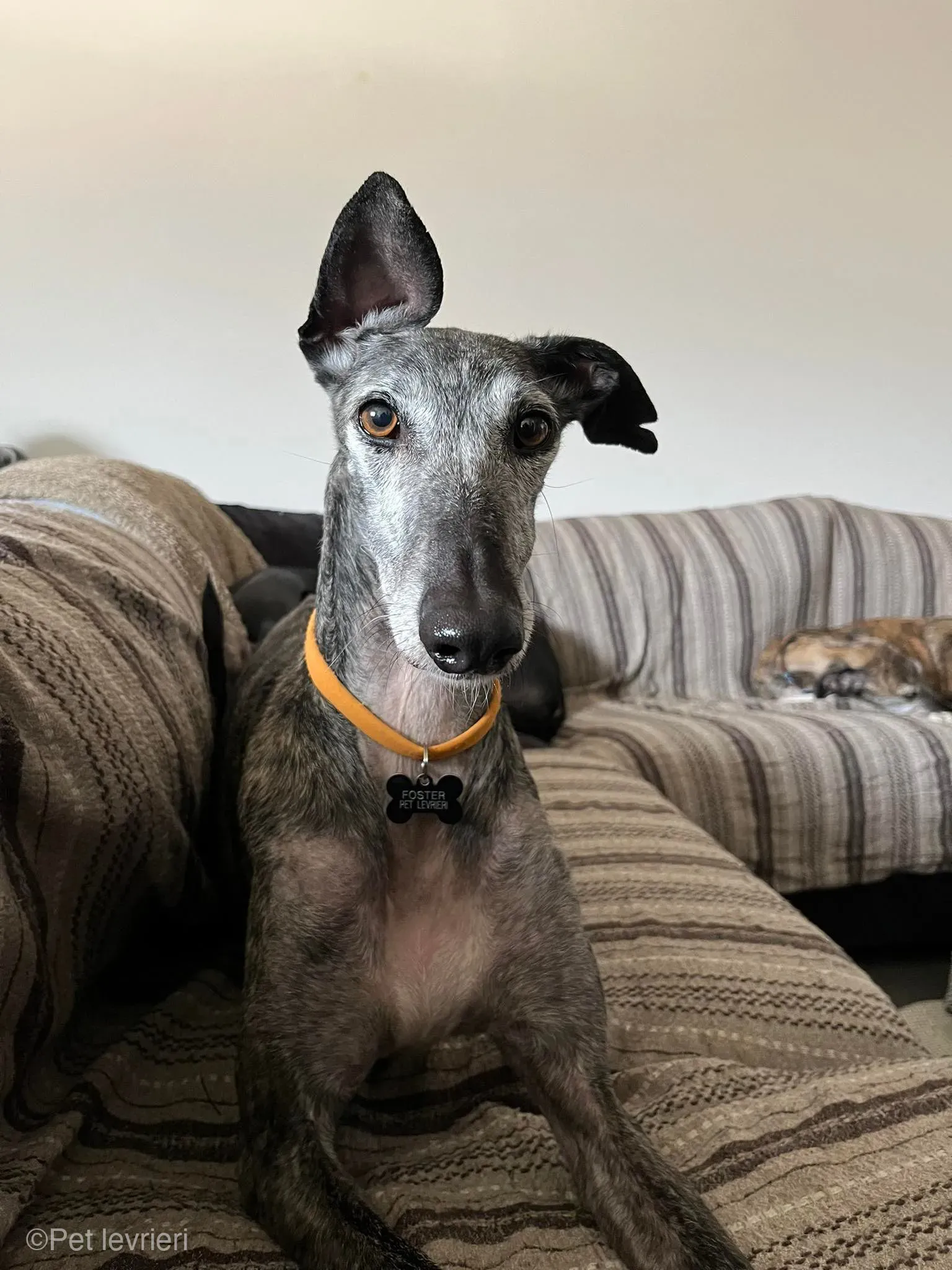 CASTANA GALGO TIGRATA CANE FOSTERHOME 11