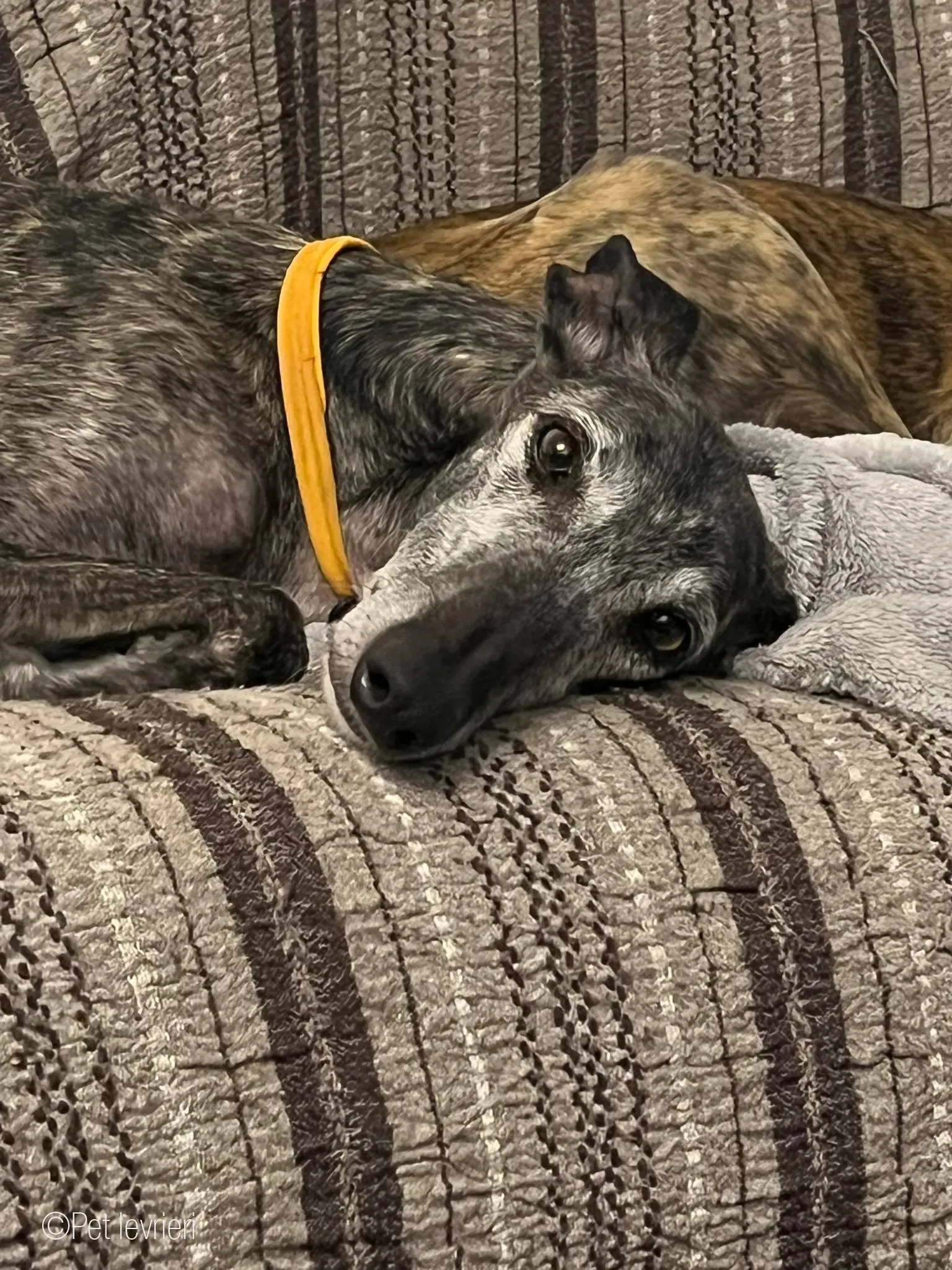 CASTANA GALGO TIGRATA CANE FOSTERHOME 12