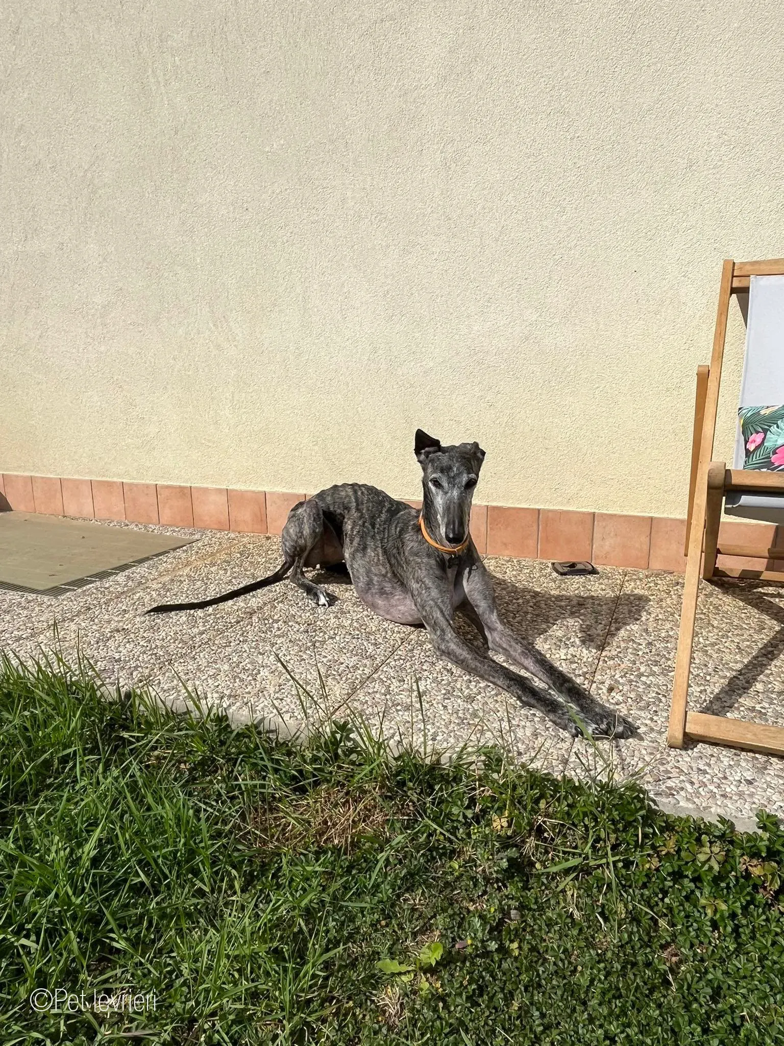 CASTANA GALGO TIGRATA CANE FOSTERHOME 13