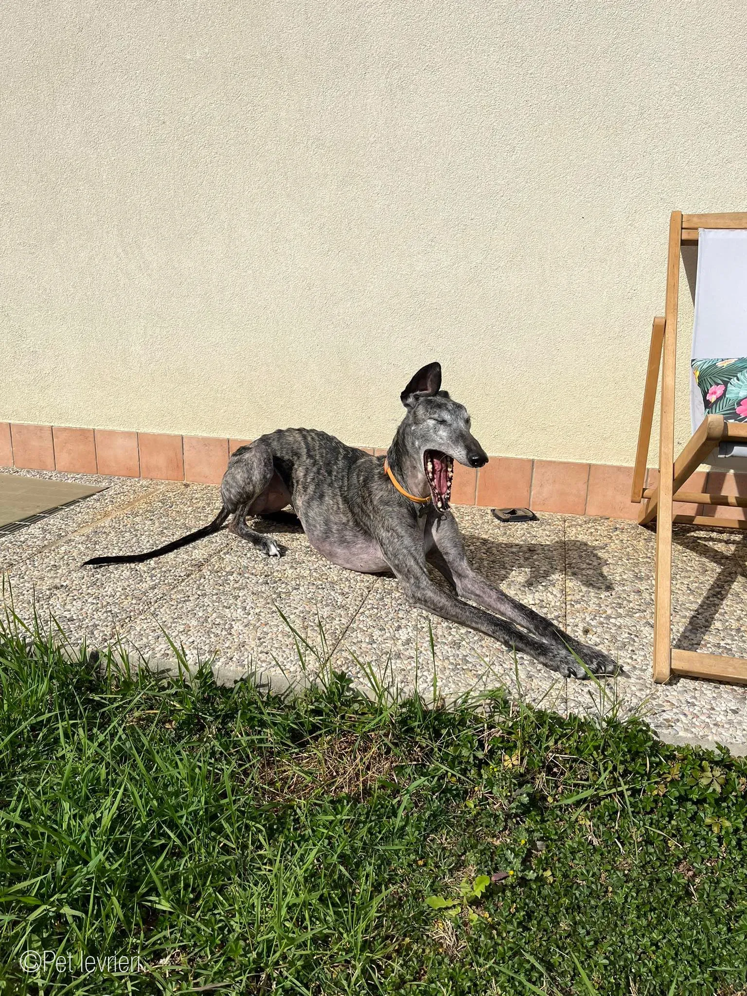 CASTANA GALGO TIGRATA CANE FOSTERHOME 16