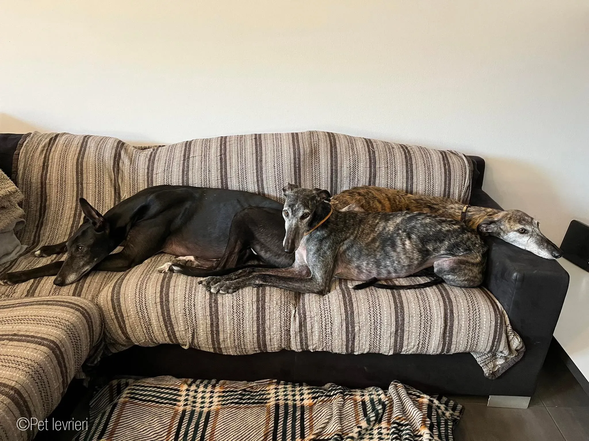 CASTANA GALGO TIGRATA CANE FOSTERHOME 17