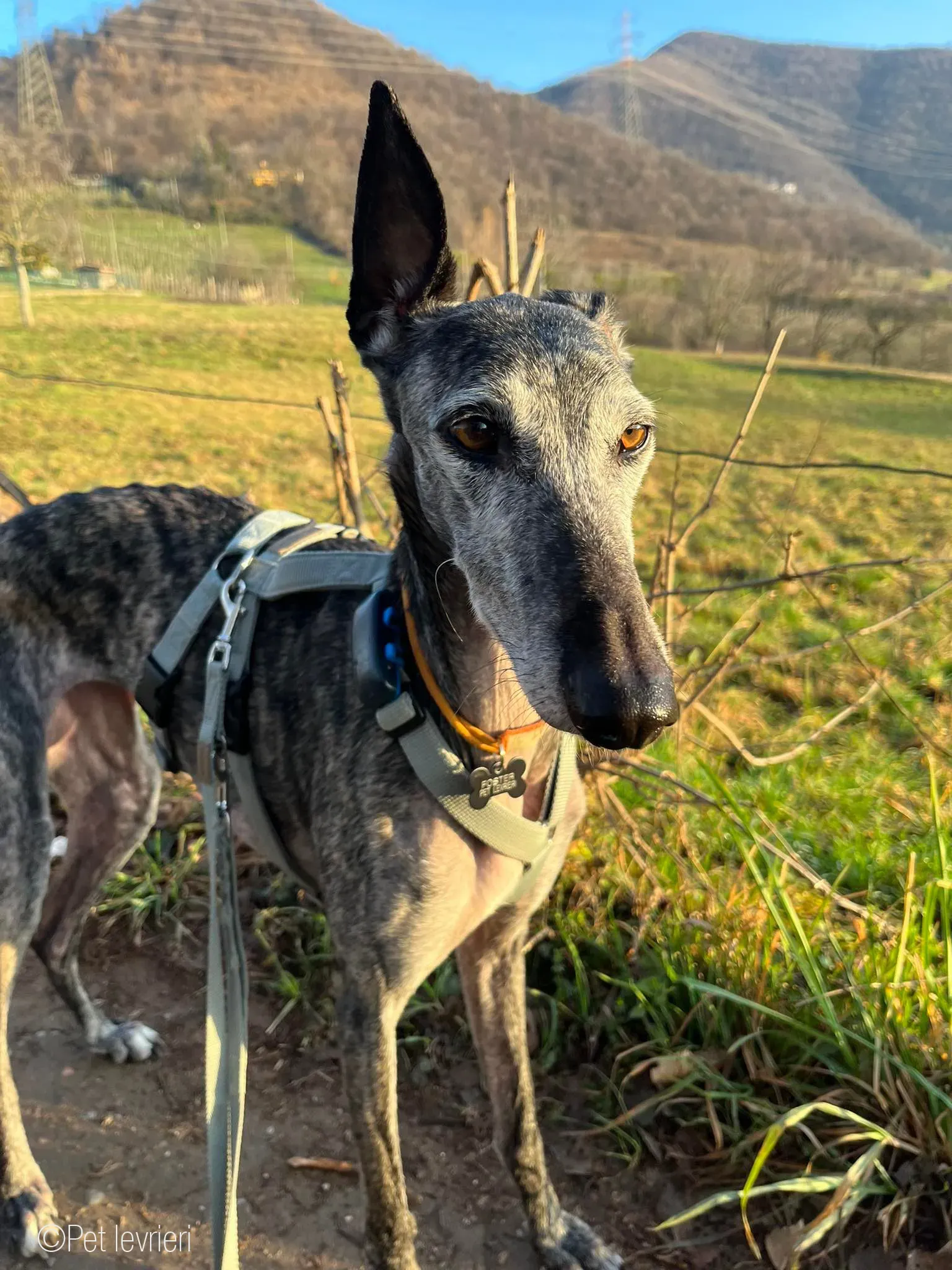 CASTANA GALGO TIGRATA CANE FOSTERHOME 19